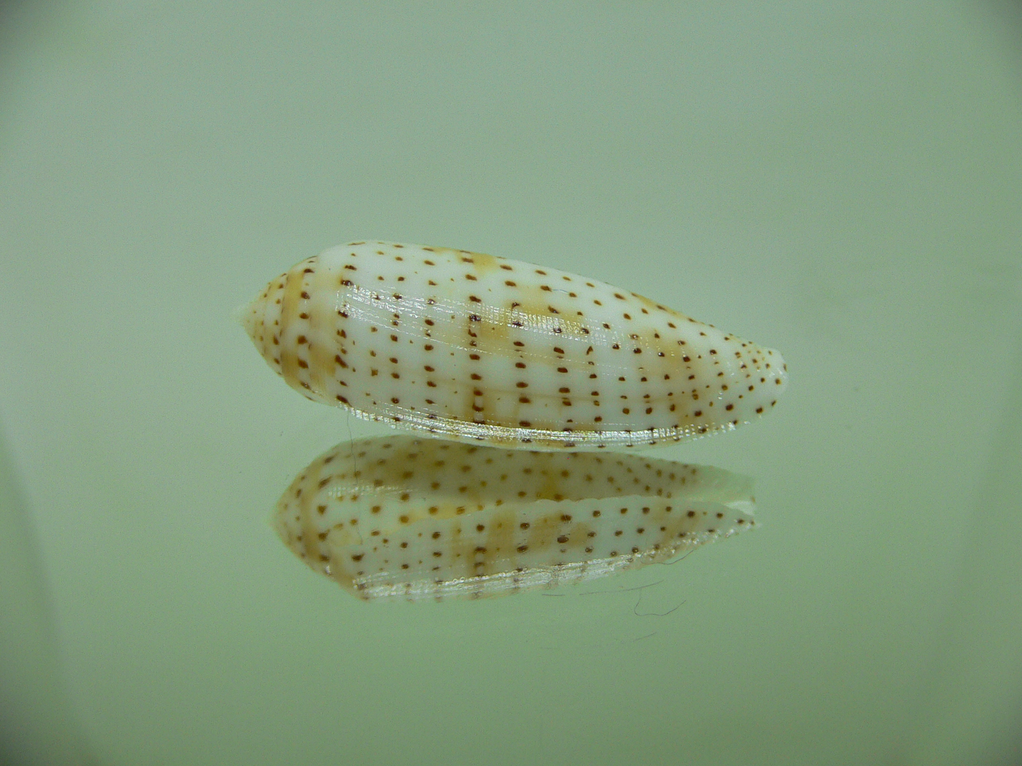 Conus nussatella BEAUTIFUL