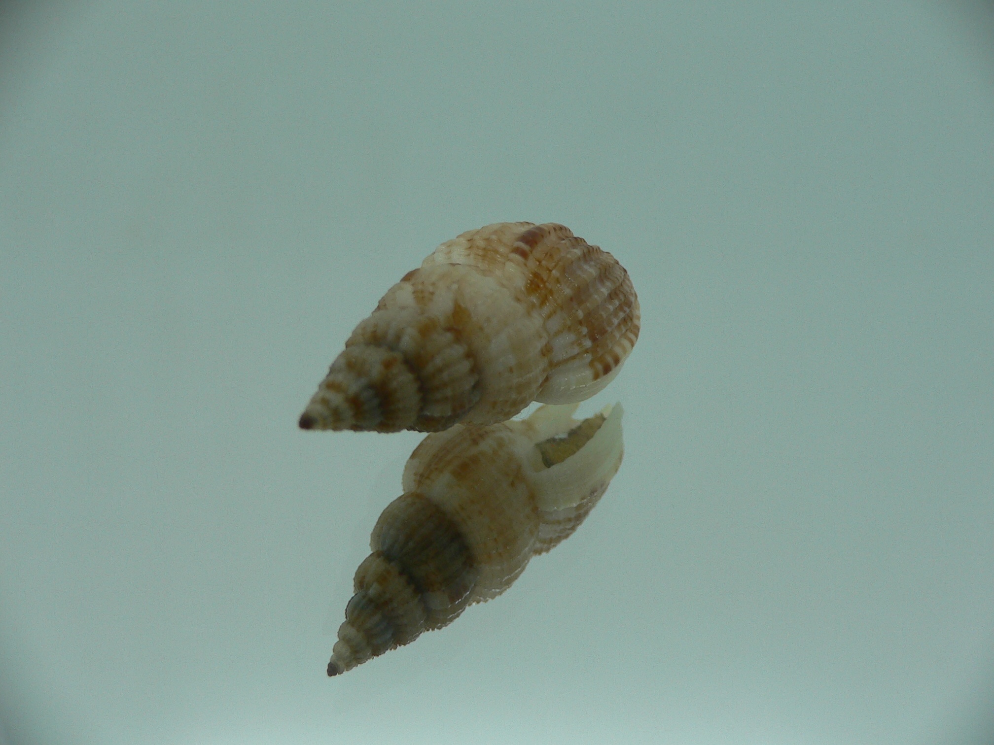Antillophos varicosus GIANT