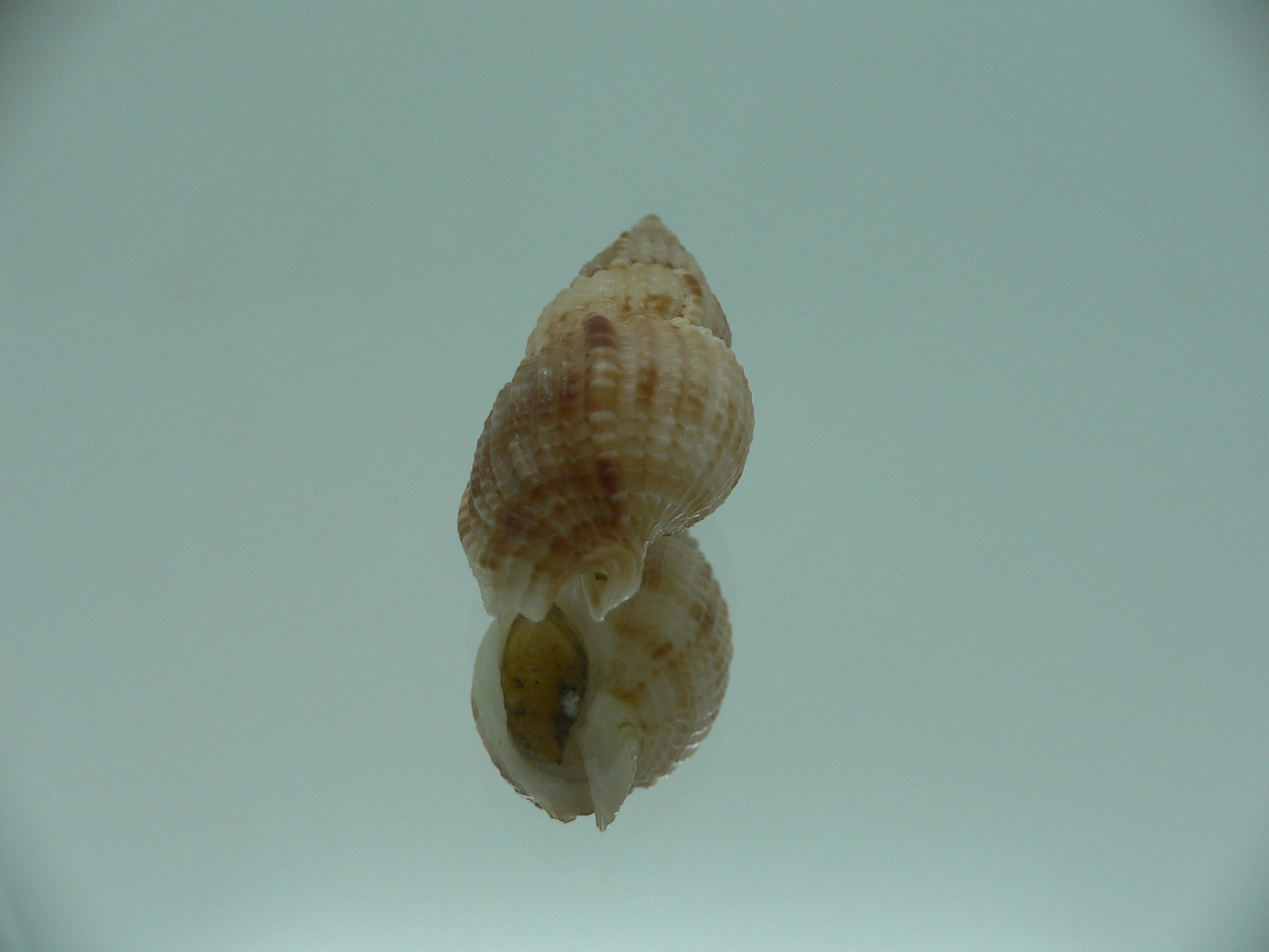 Antillophos varicosus GIANT