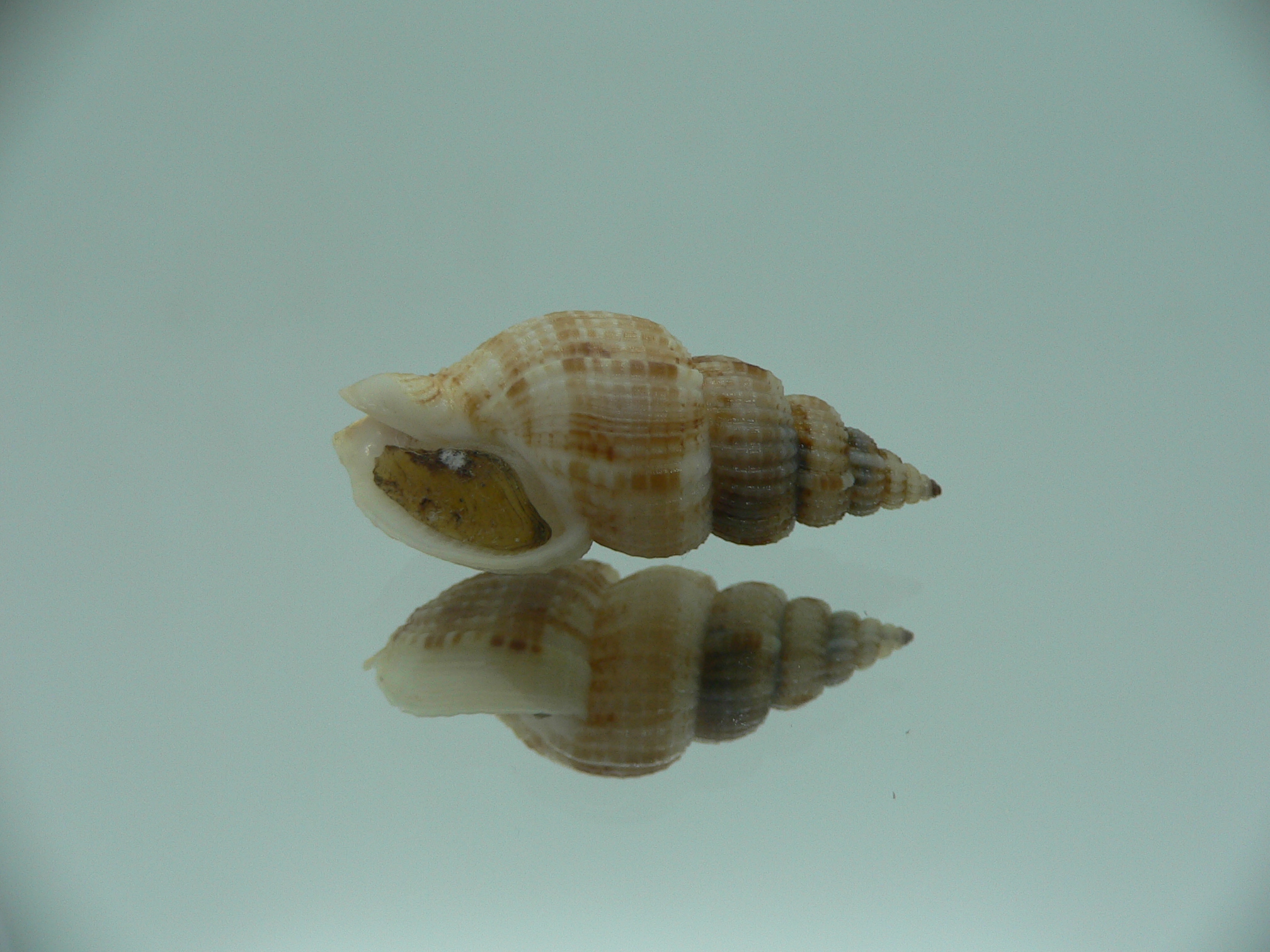 Antillophos varicosus GIANT