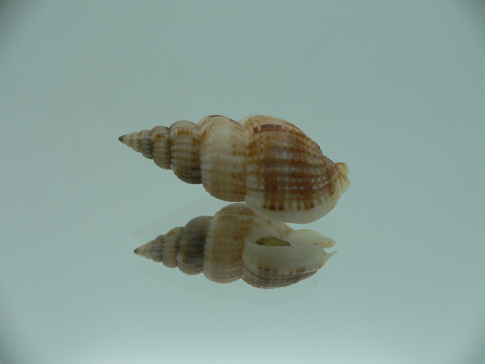 Antillophos varicosus GIANT