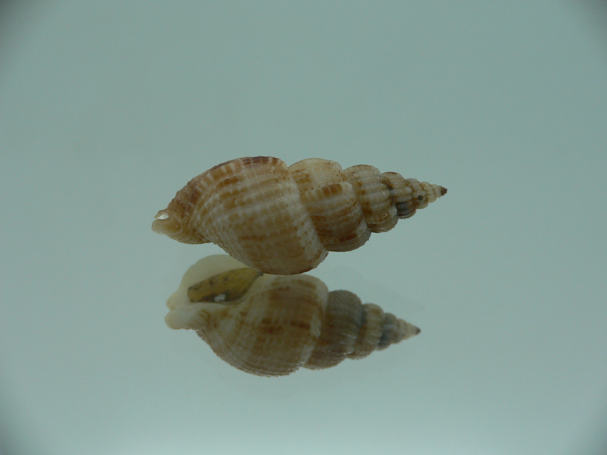 Antillophos varicosus GIANT