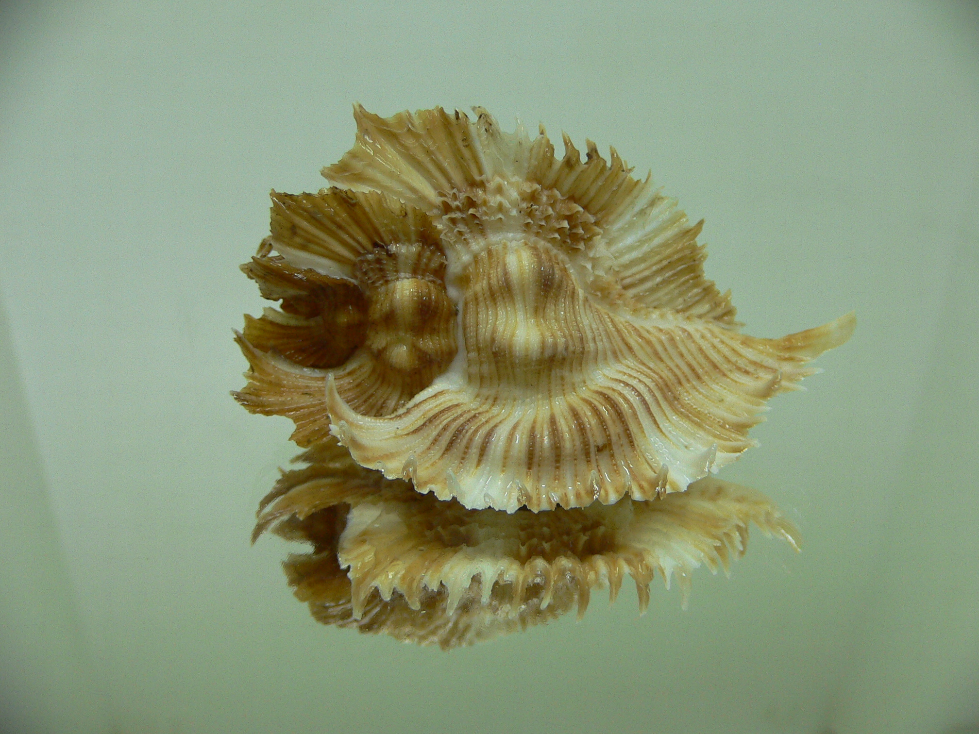 Chicoreus miyokoae