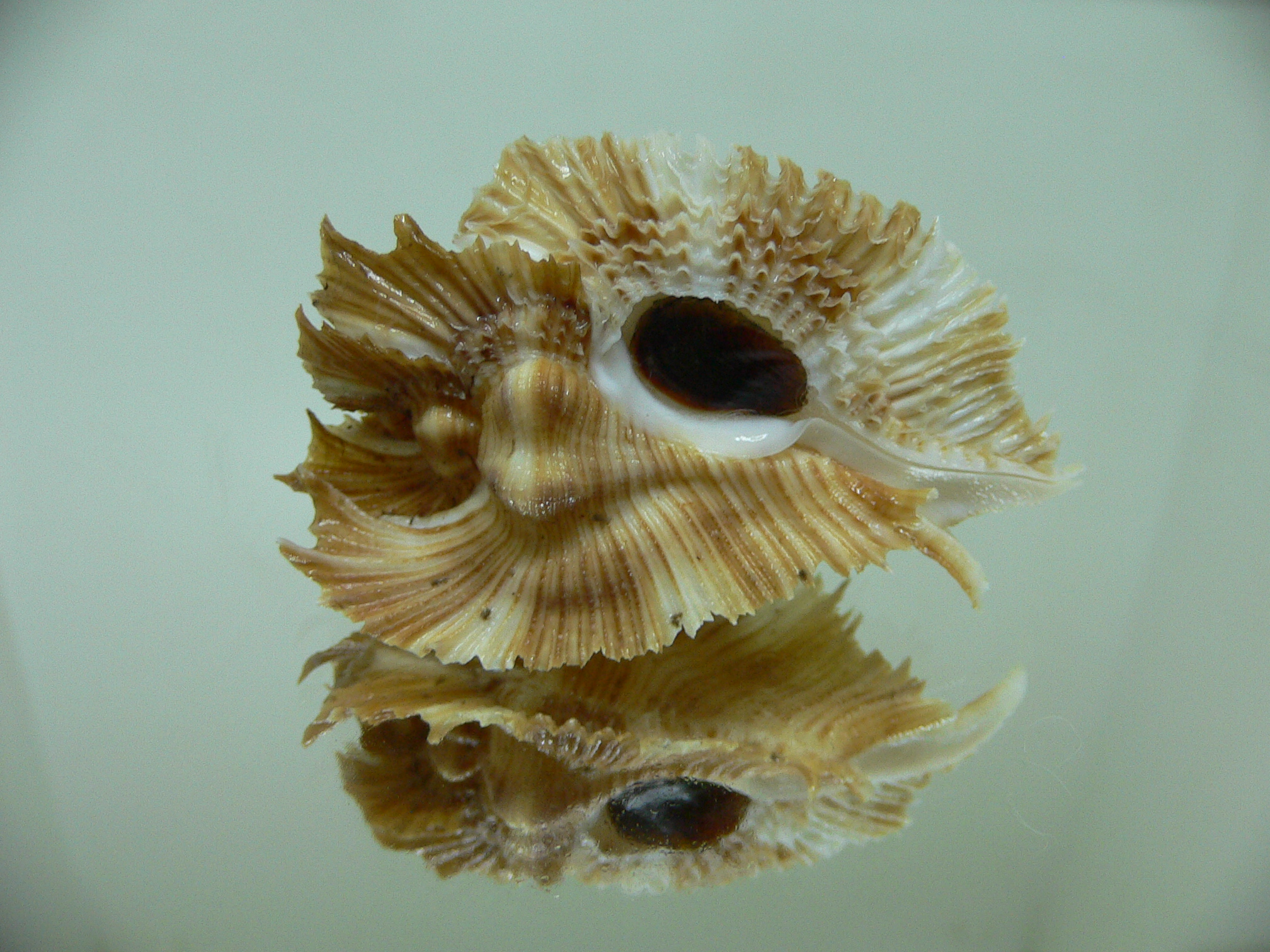 Chicoreus miyokoae