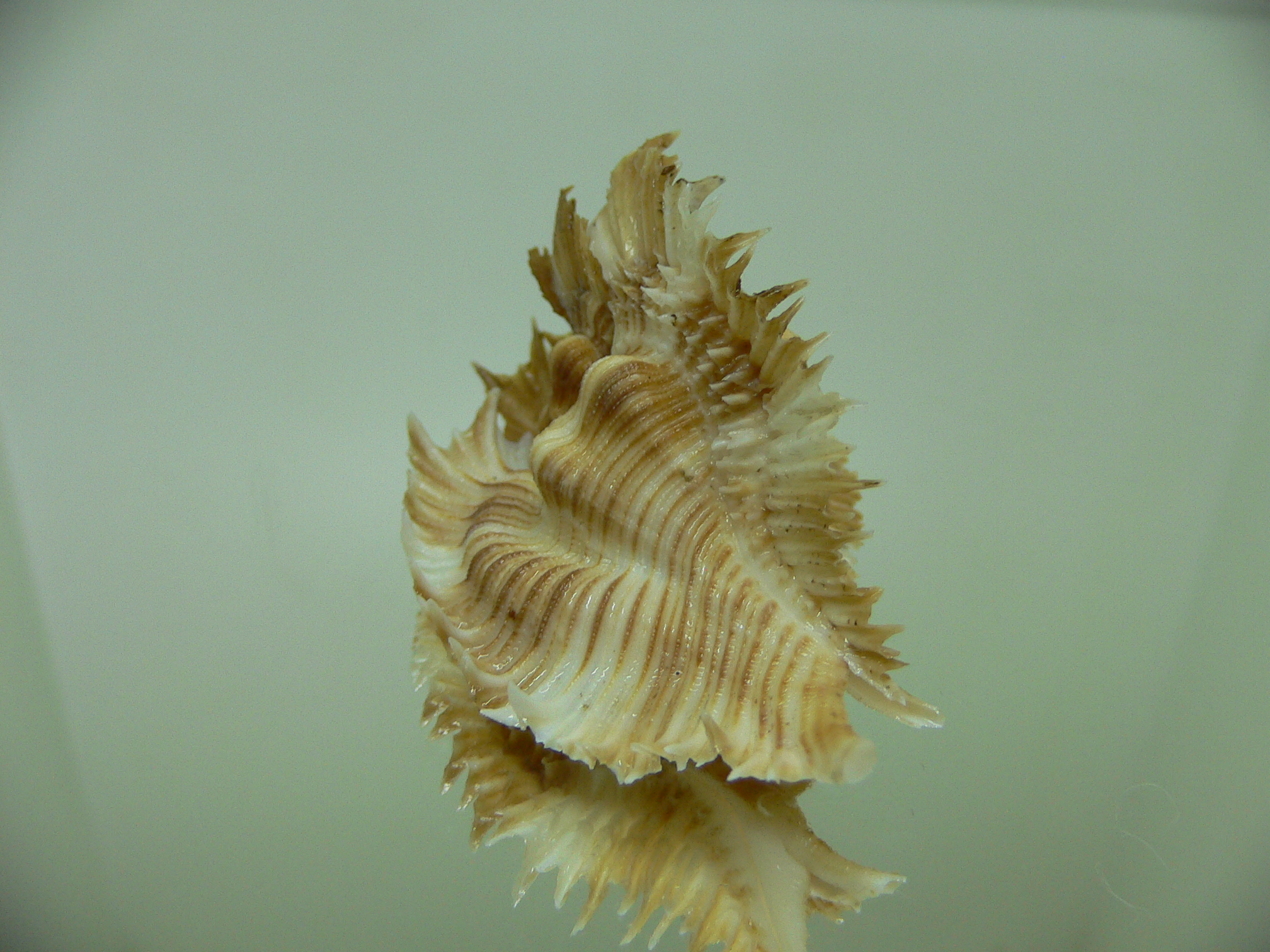 Chicoreus miyokoae