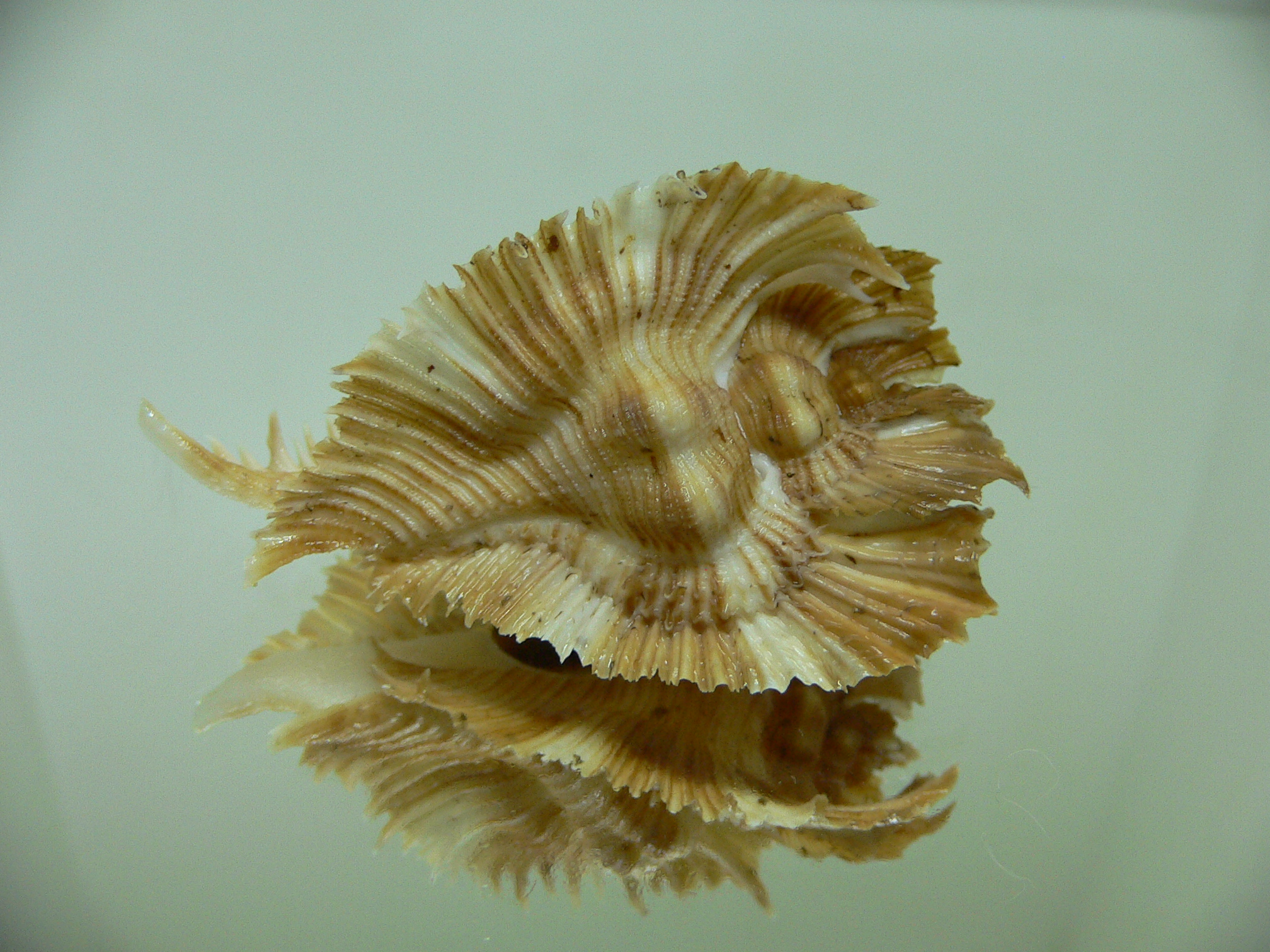 Chicoreus miyokoae