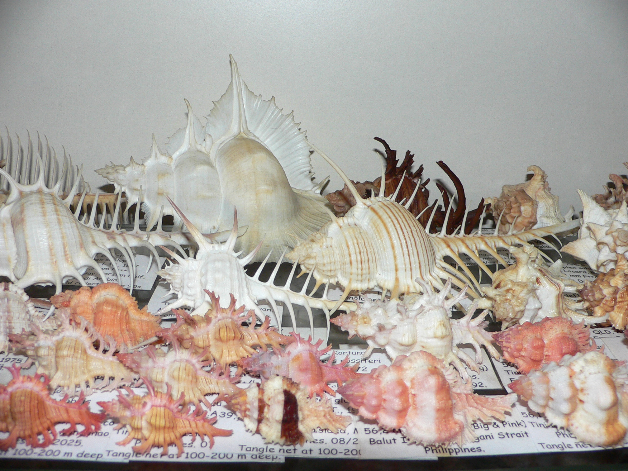 Chicoreus aculeatus COLORING