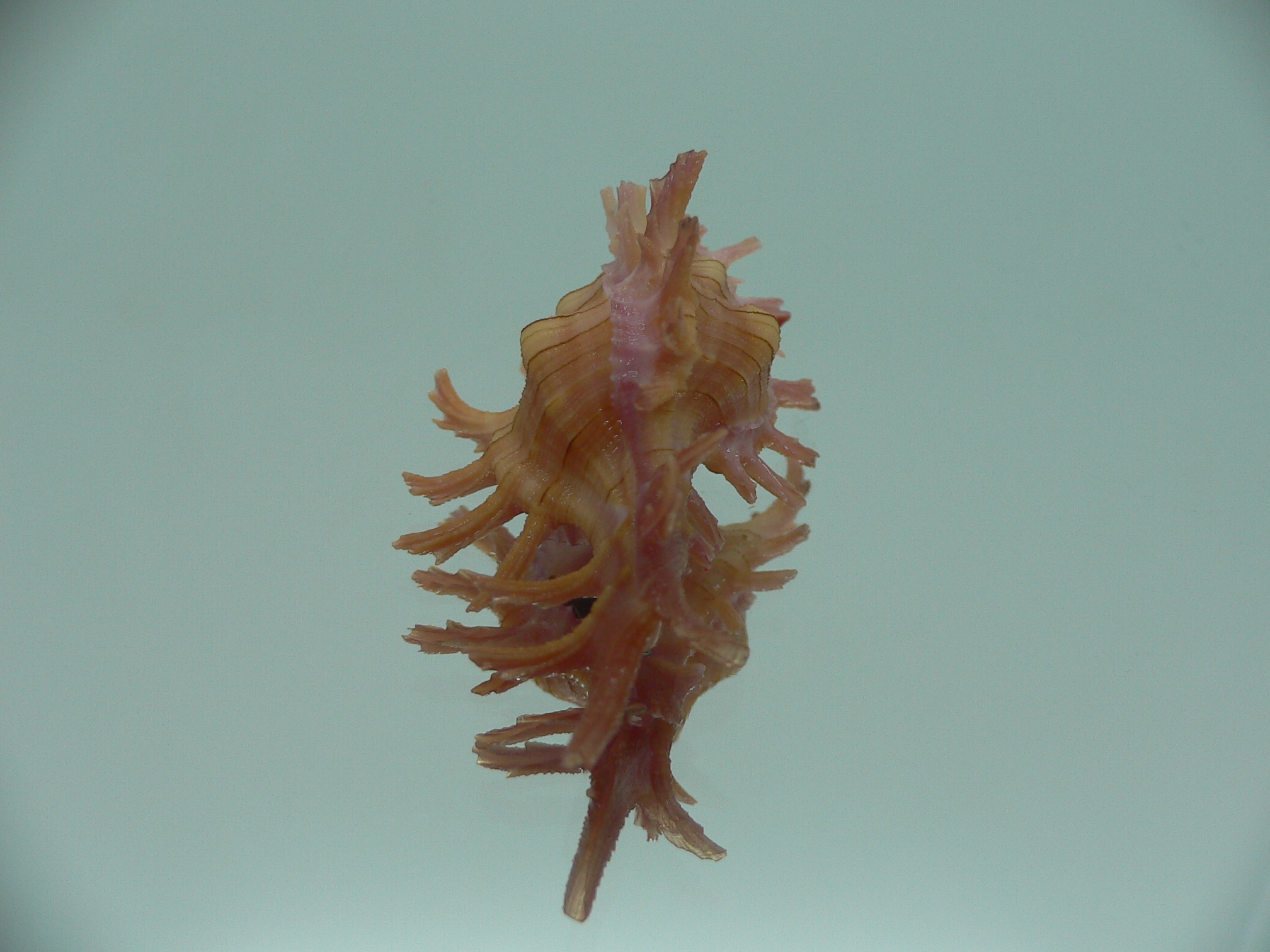 Chicoreus aculeatus COLORING
