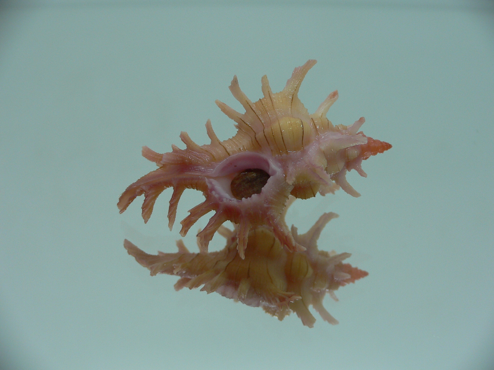 Chicoreus aculeatus WIDE