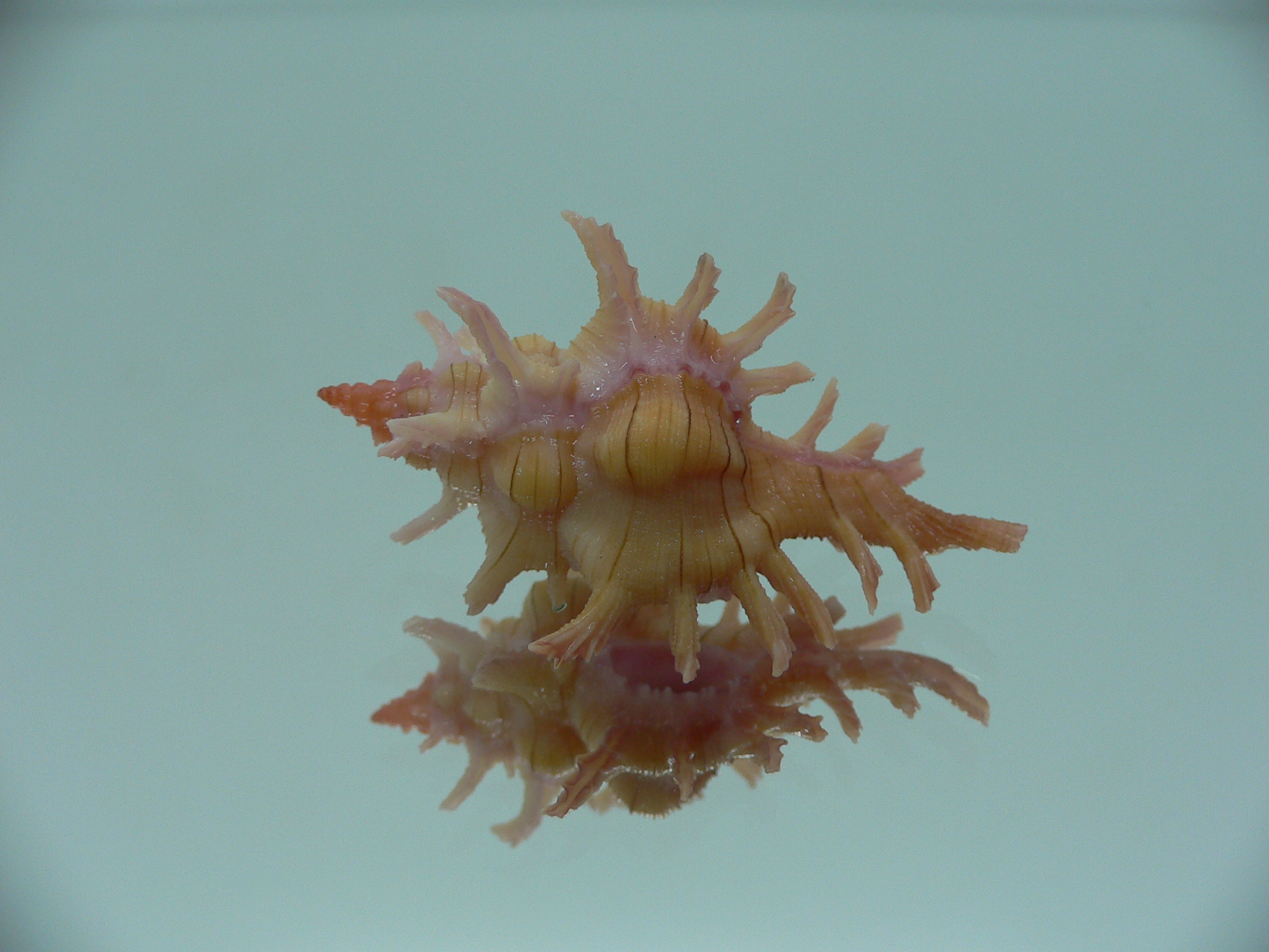 Chicoreus aculeatus WIDE