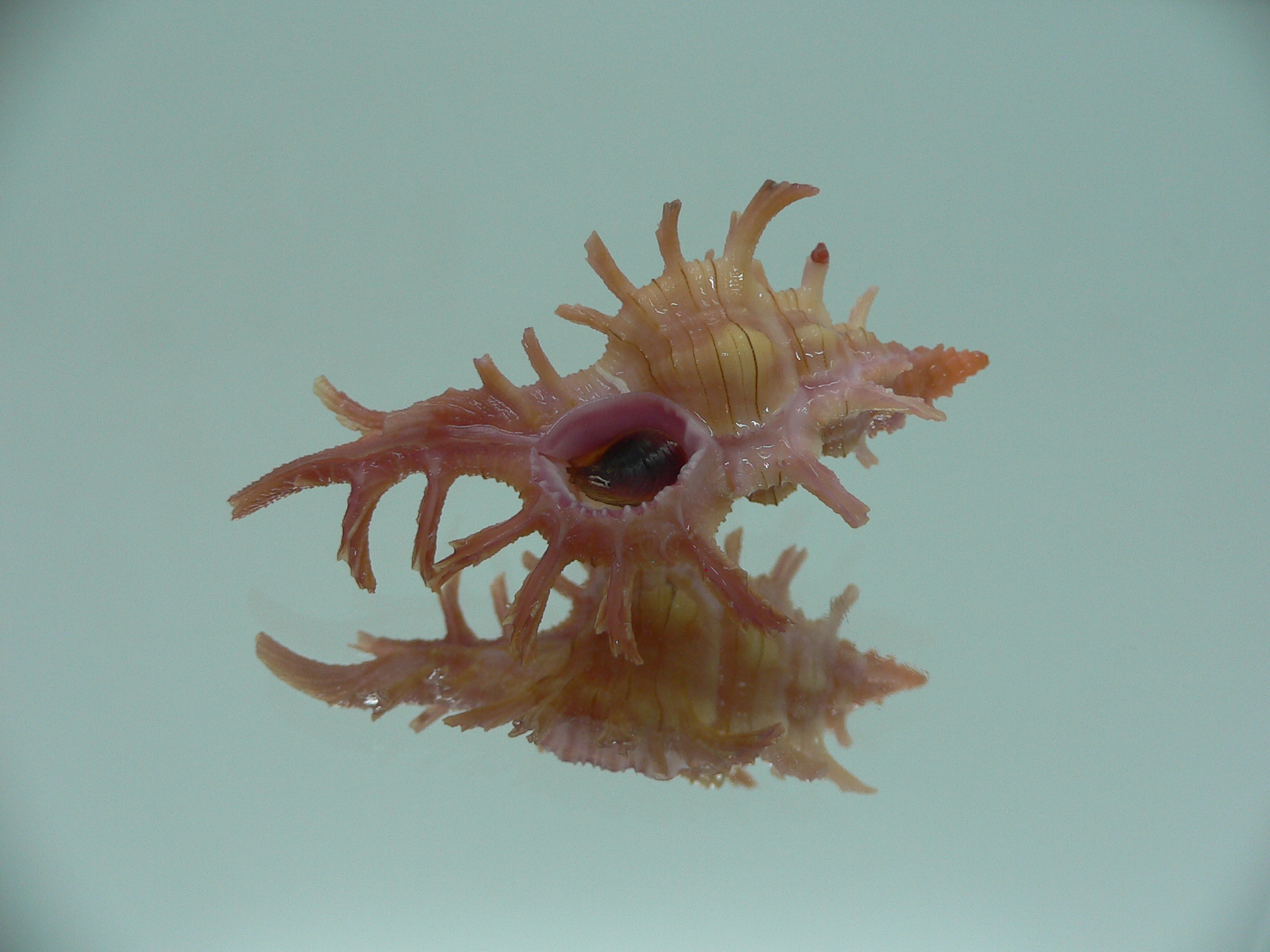 Chicoreus aculeatus COLORING
