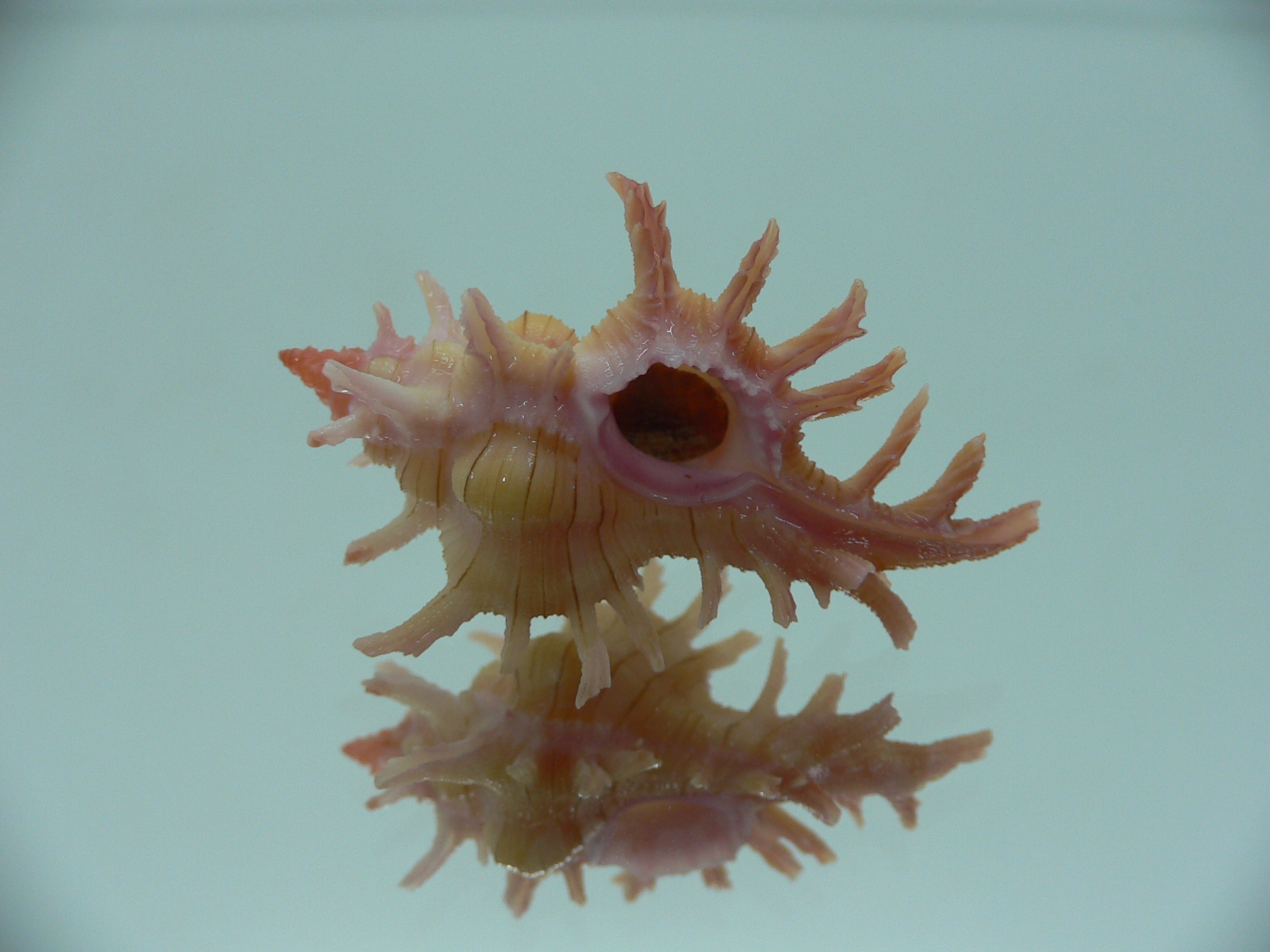 Chicoreus aculeatus WIDE