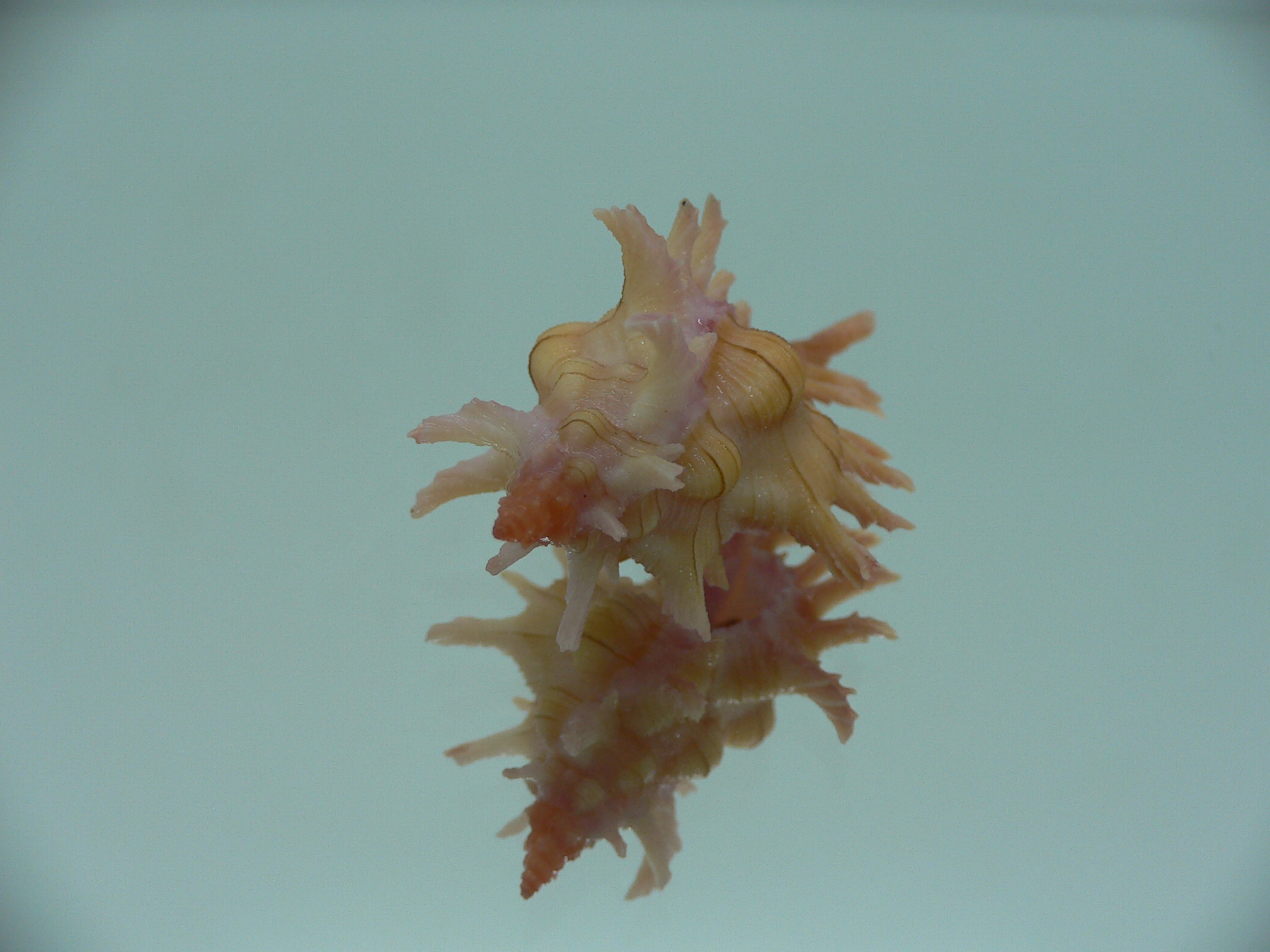 Chicoreus aculeatus WIDE