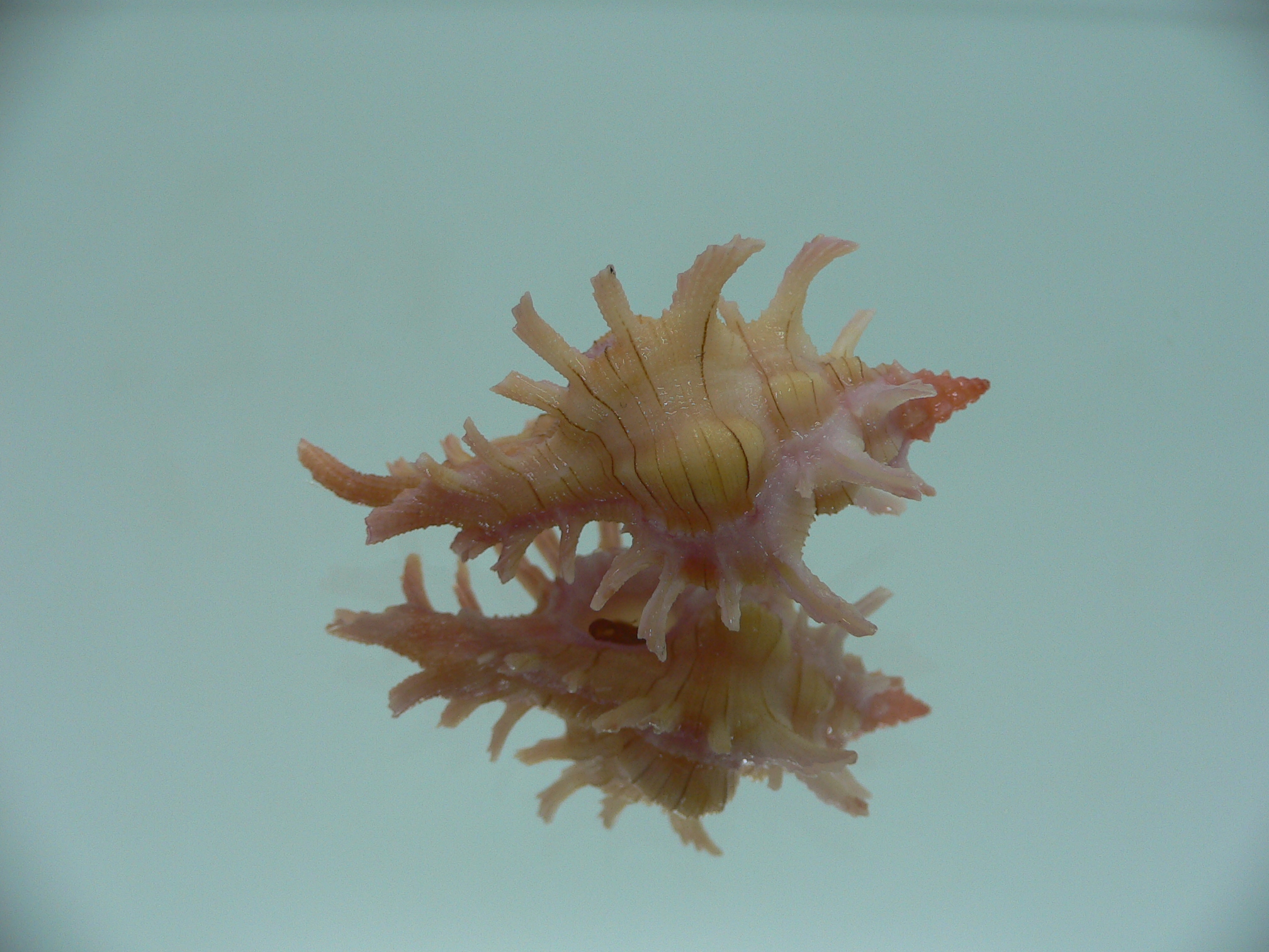 Chicoreus aculeatus WIDE