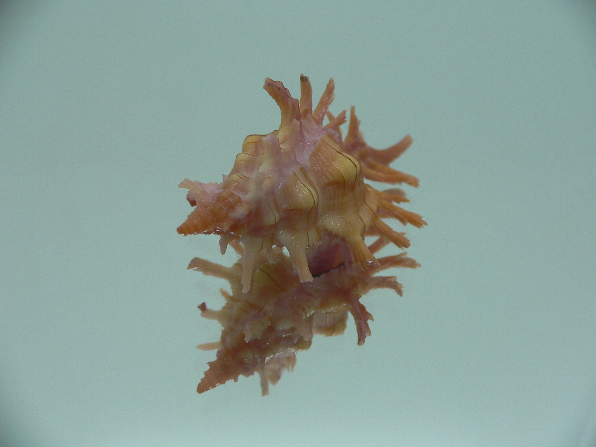 Chicoreus aculeatus COLORING