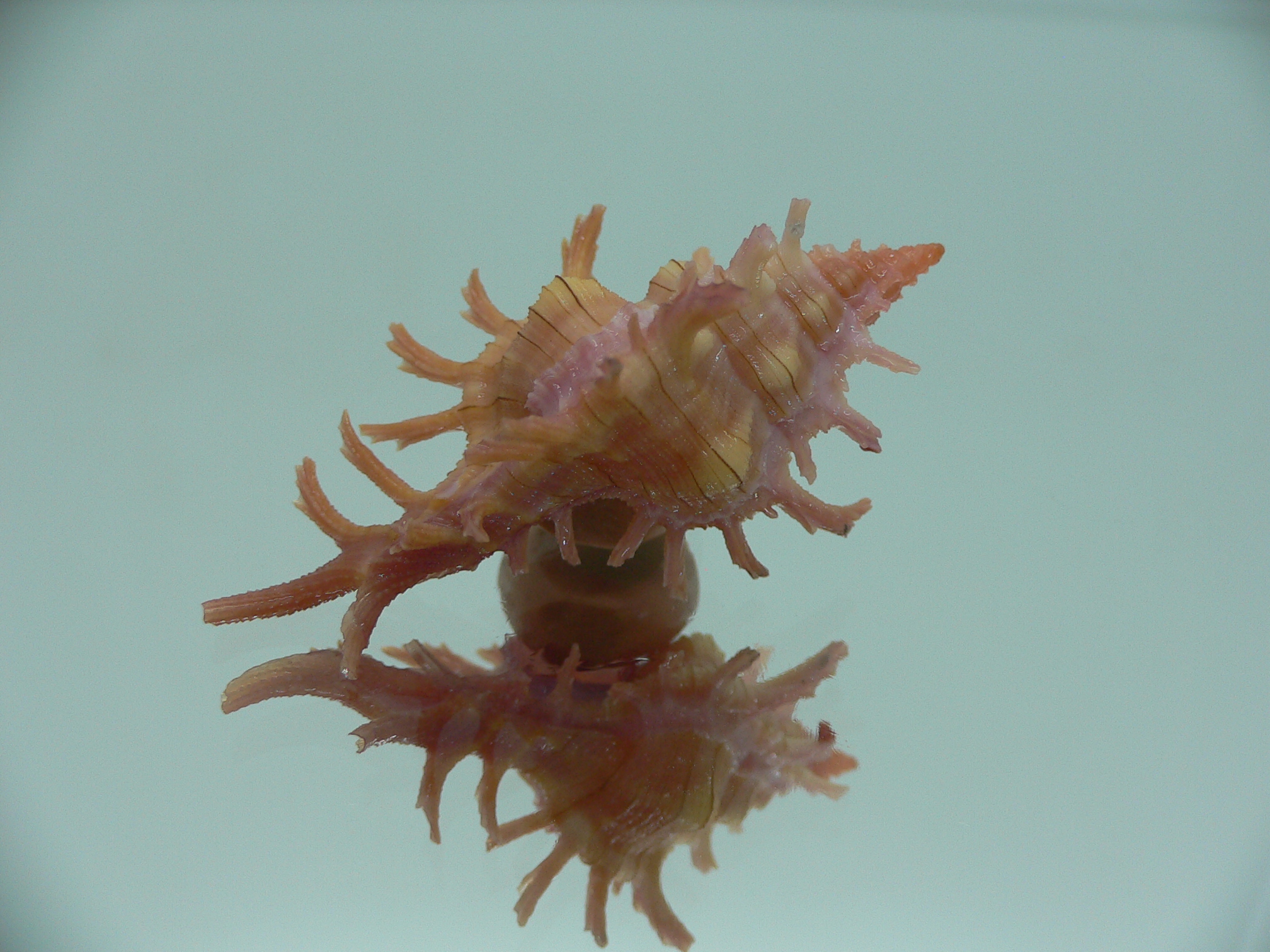 Chicoreus aculeatus COLORING