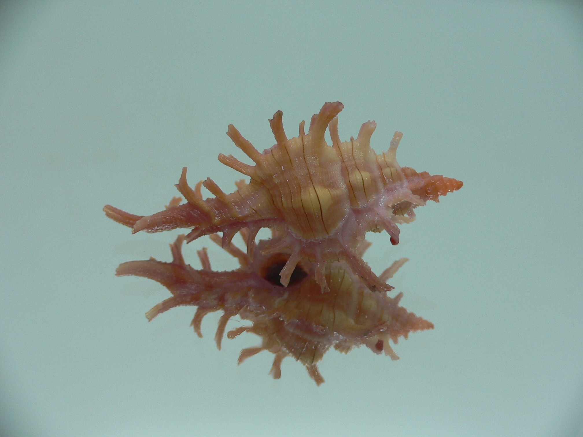 Chicoreus aculeatus COLORING