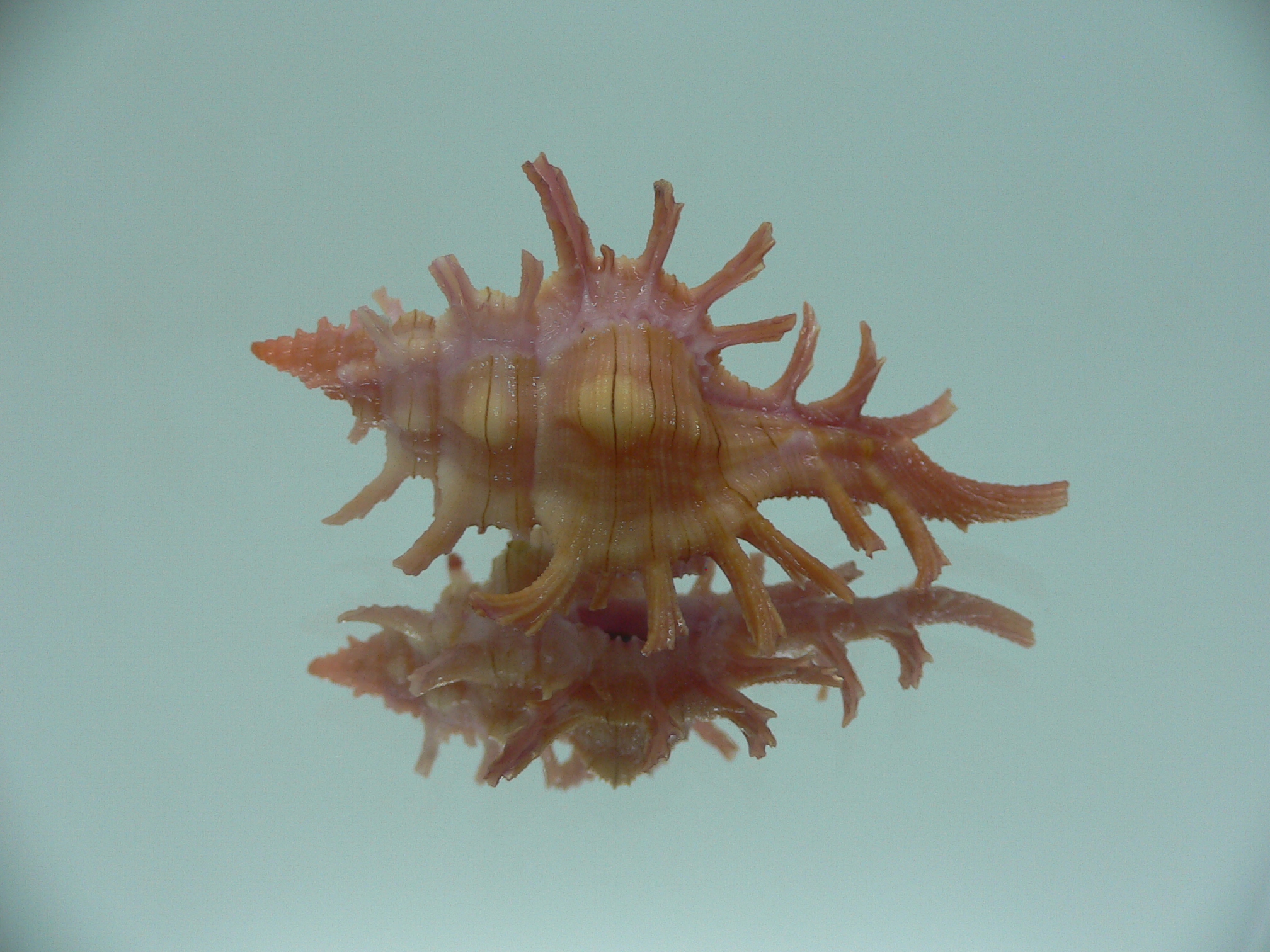 Chicoreus aculeatus COLORING