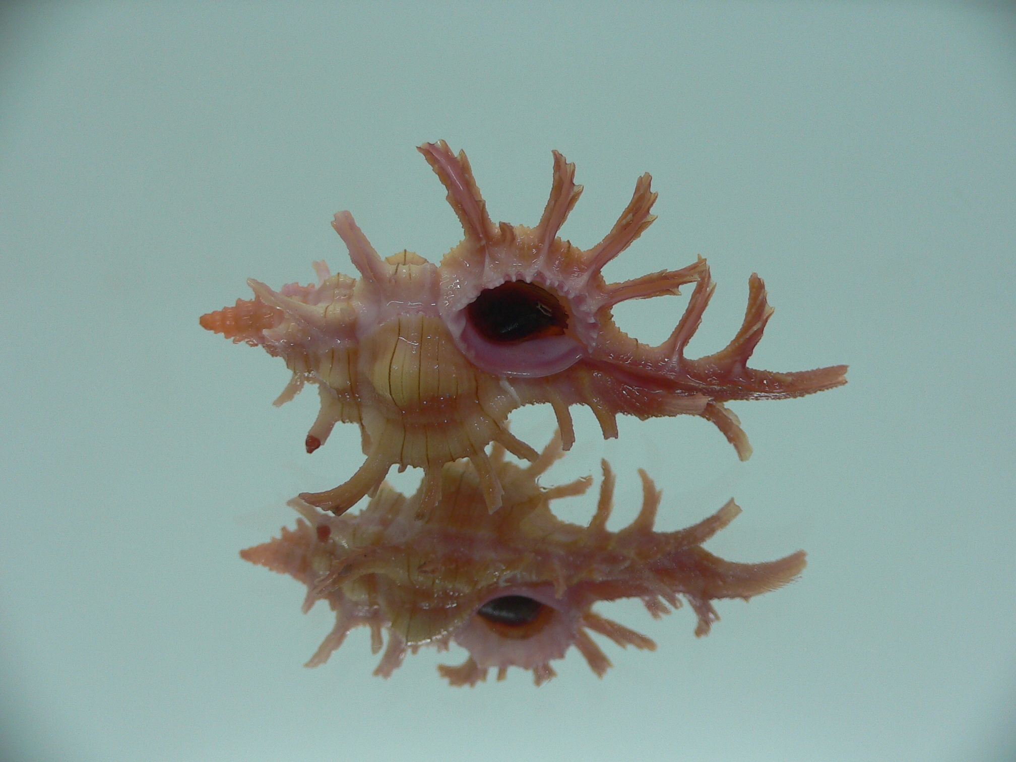 Chicoreus aculeatus COLORING