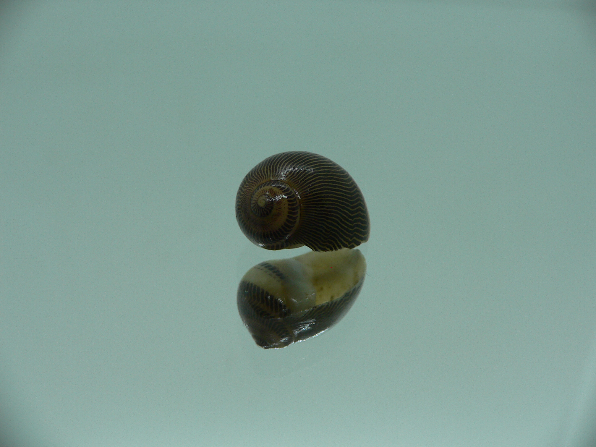 Neritina waigiensis DARK & STRIP