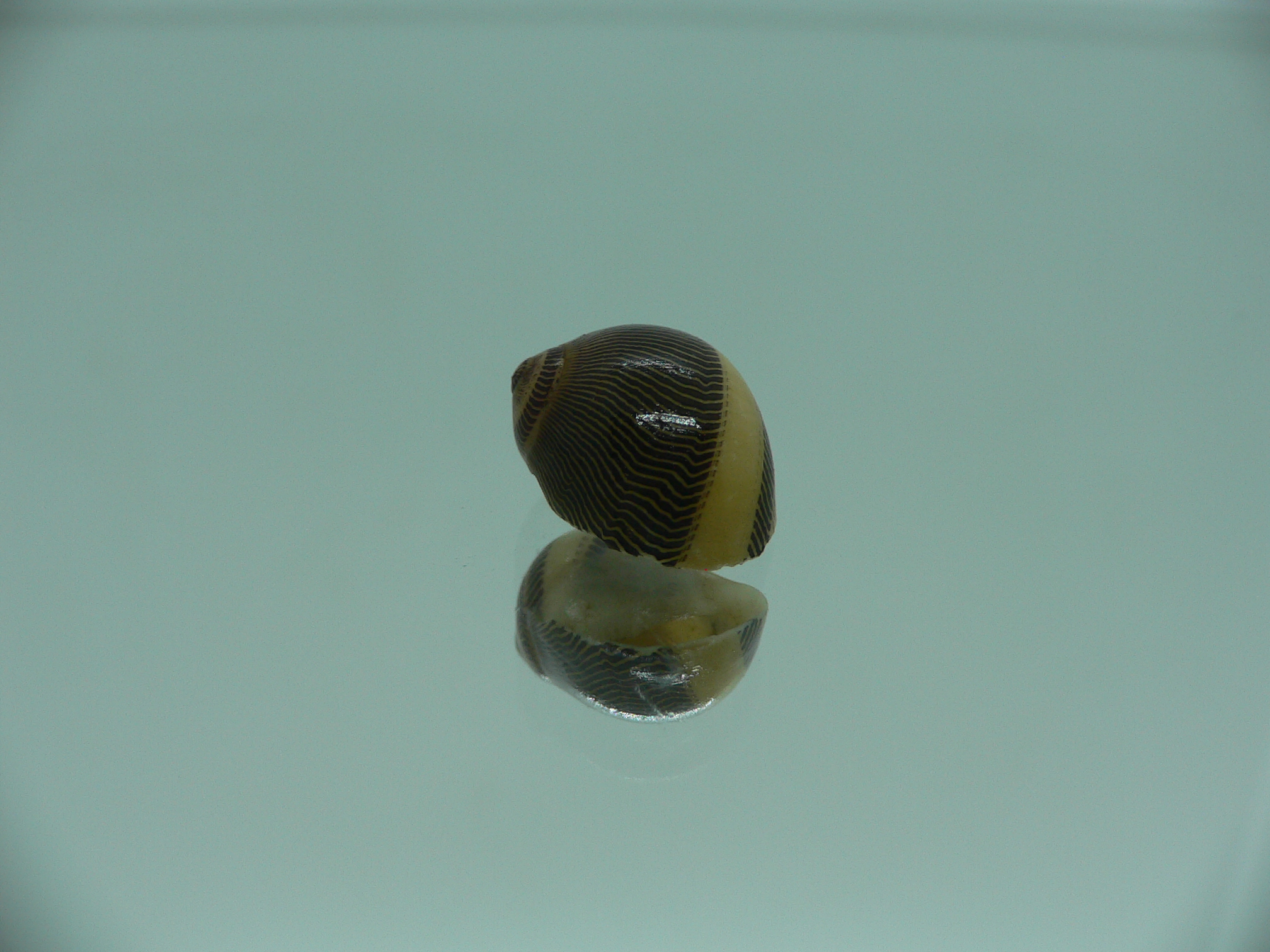 Neritina waigiensis DARK & STRIP