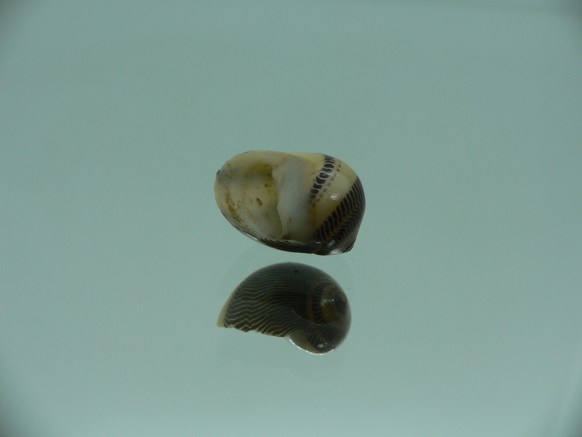 Neritina waigiensis DARK & STRIP