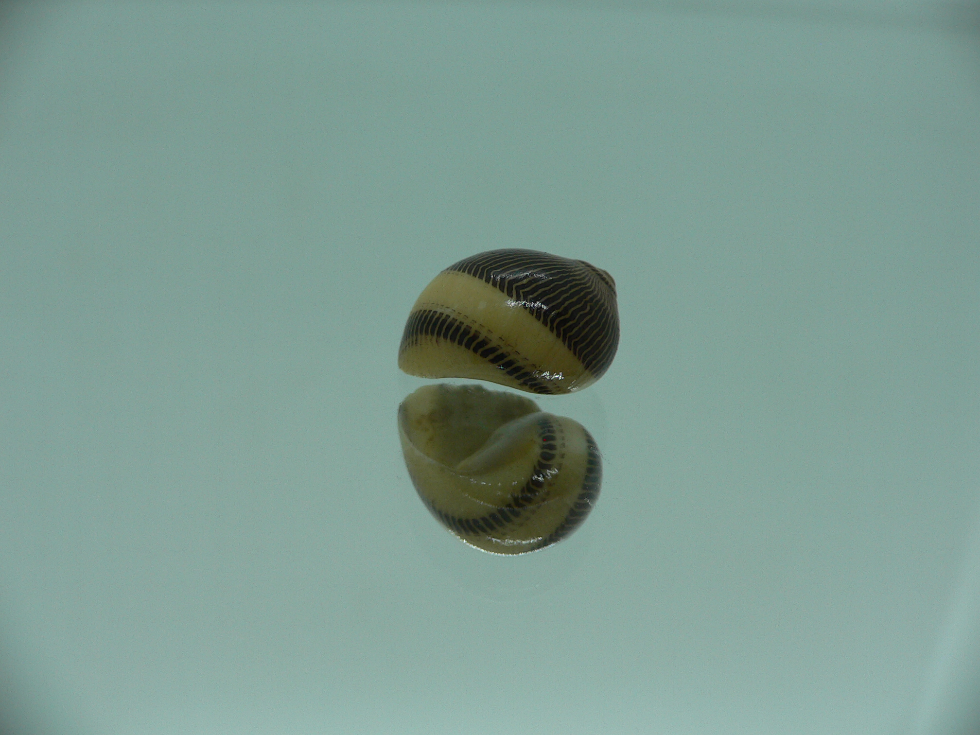 Neritina waigiensis DARK & STRIP