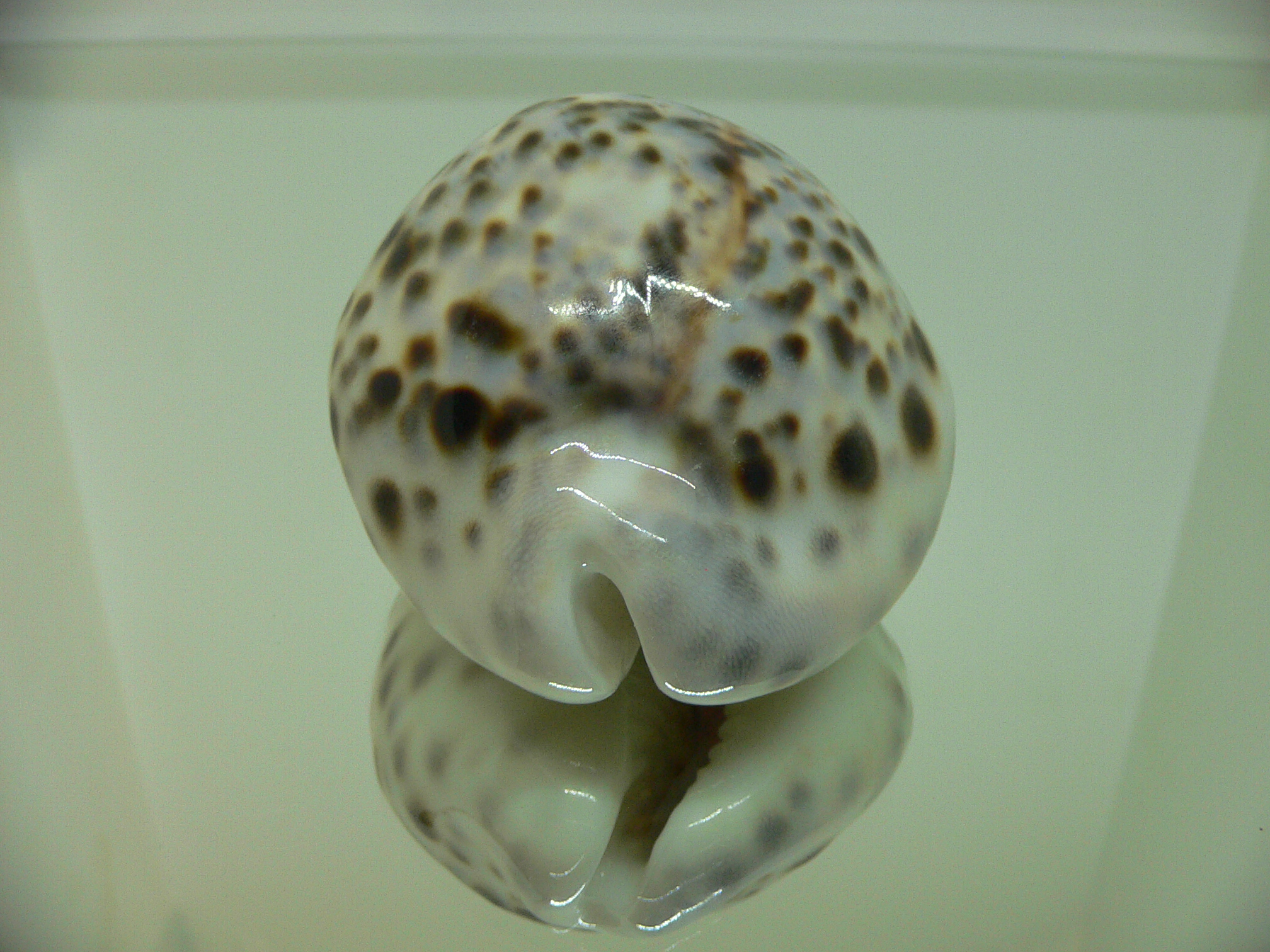Cypraea tigris pardalis BLUE