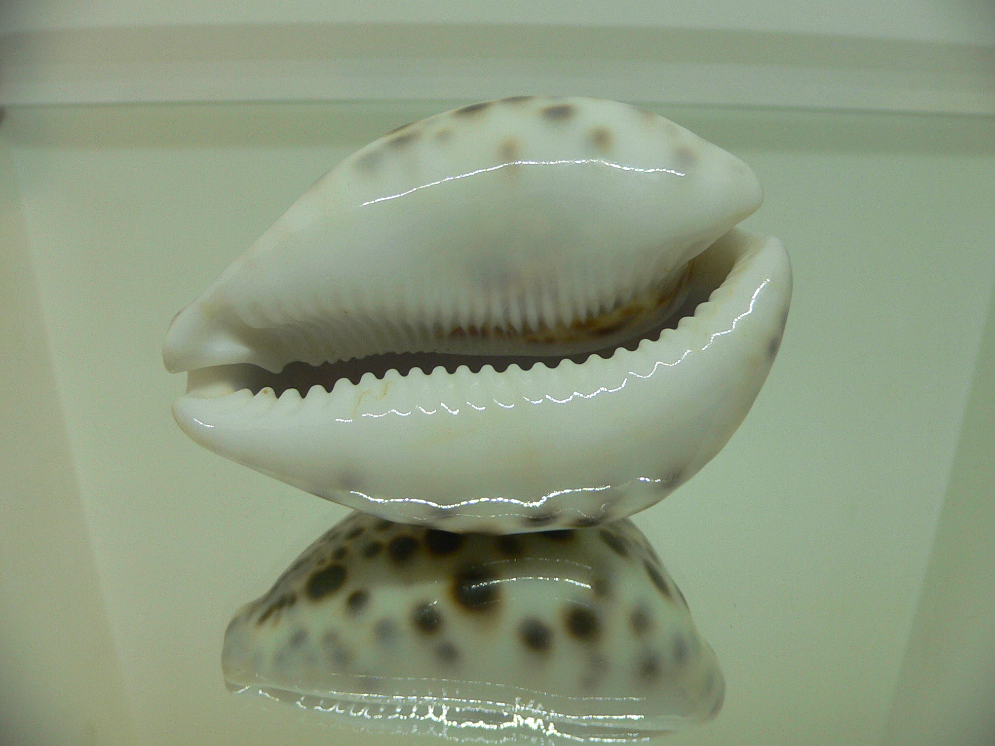 Cypraea tigris pardalis BLUE