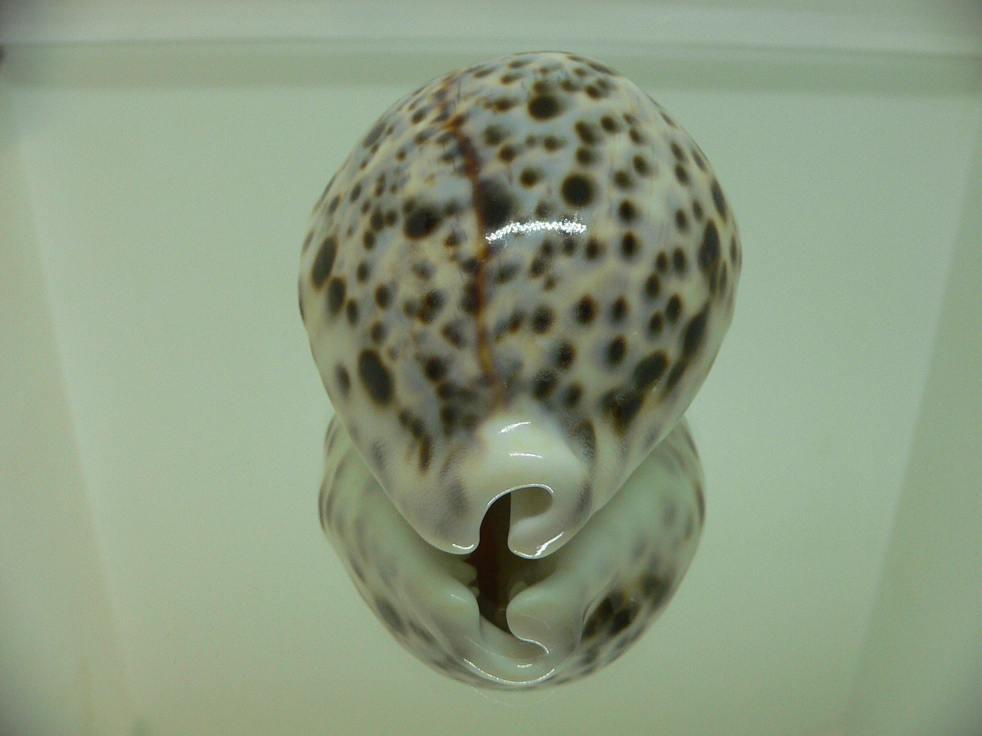 Cypraea tigris pardalis BLUE