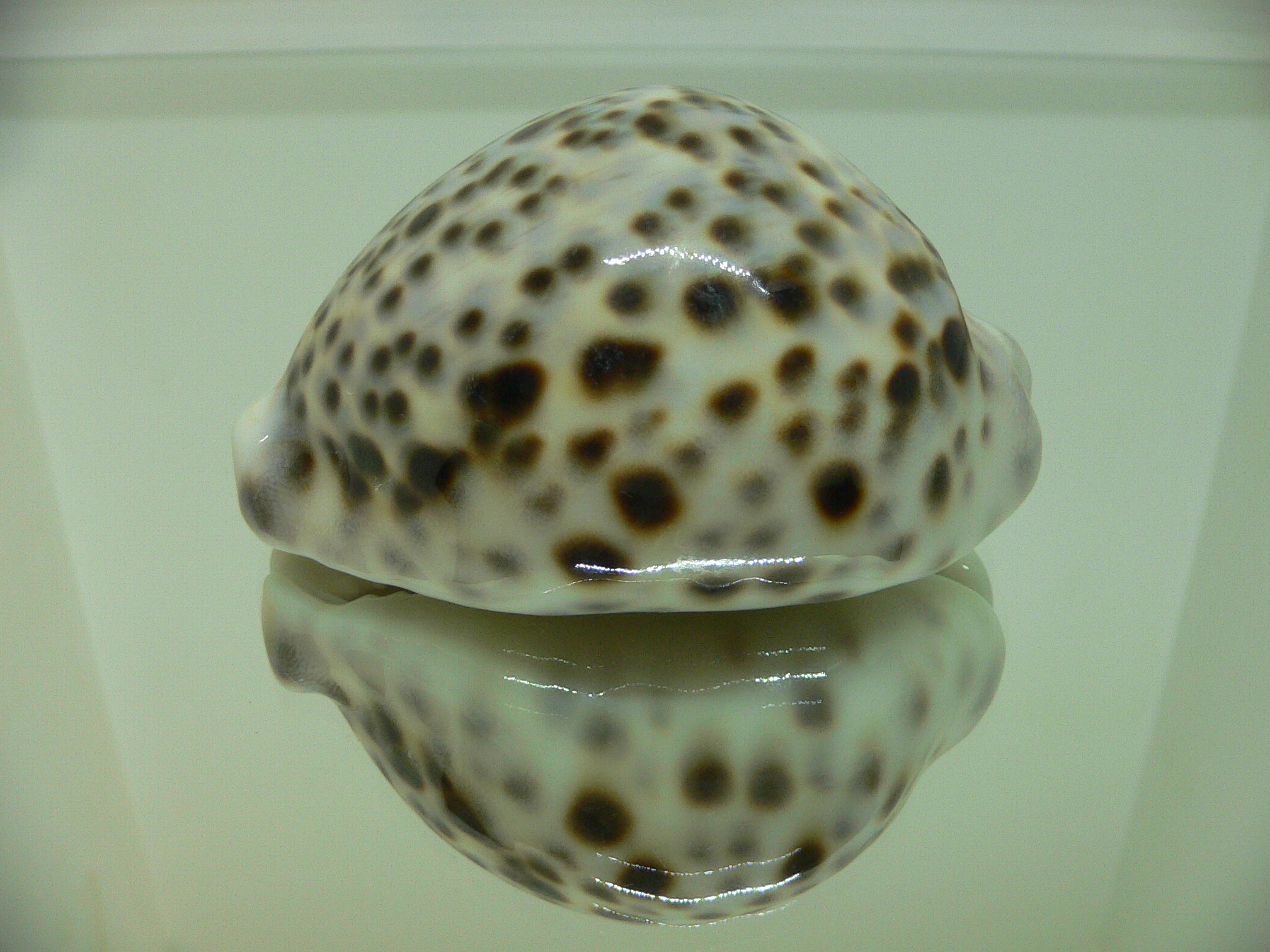 Cypraea tigris pardalis BLUE