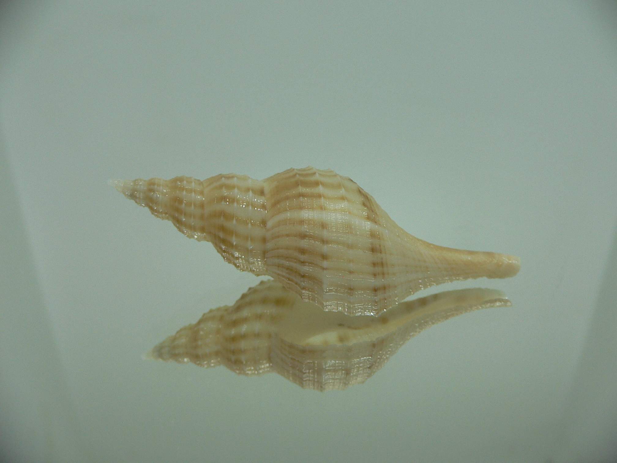 Granulifusus hayashii BIG & ELONGATE