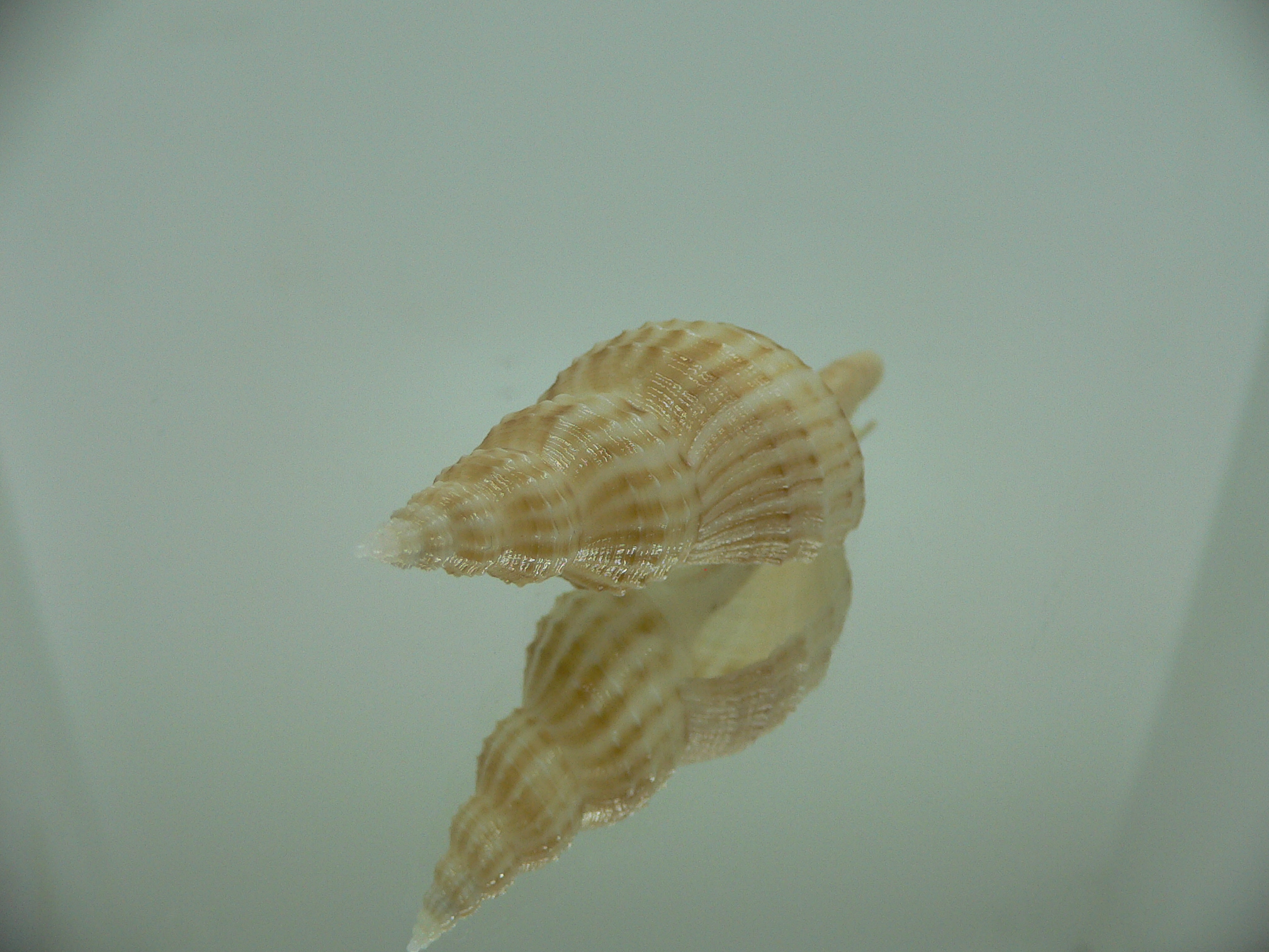 Granulifusus hayashii BIG & ELONGATE