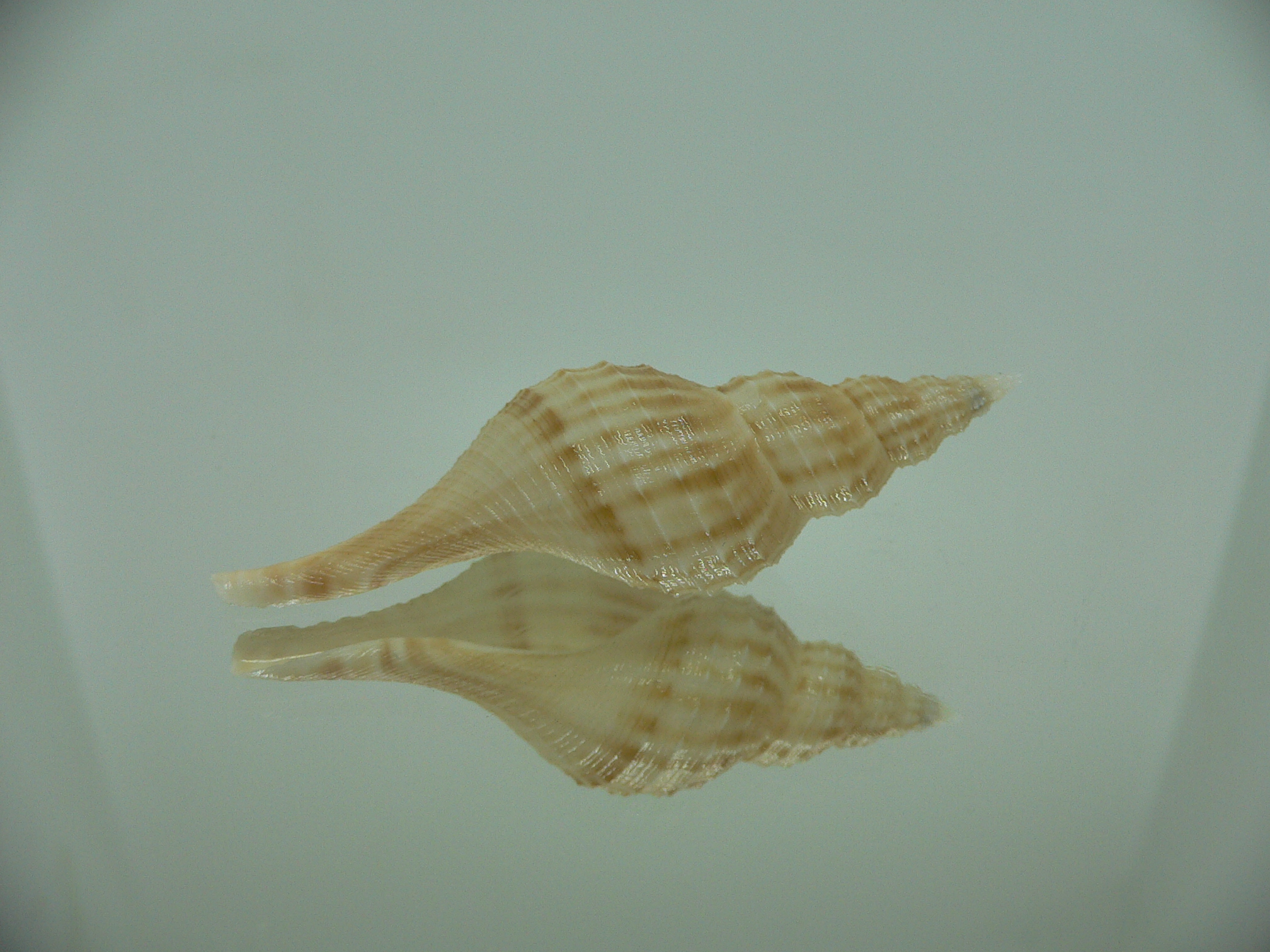 Granulifusus hayashii BIG & ELONGATE