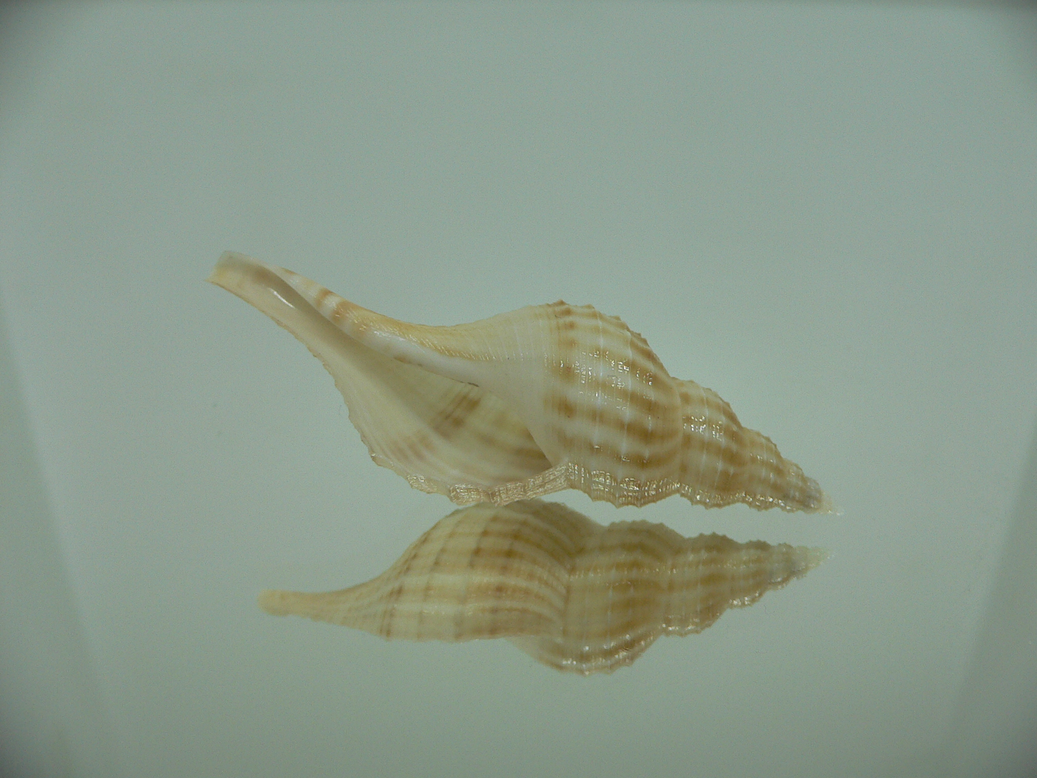 Granulifusus hayashii BIG & ELONGATE