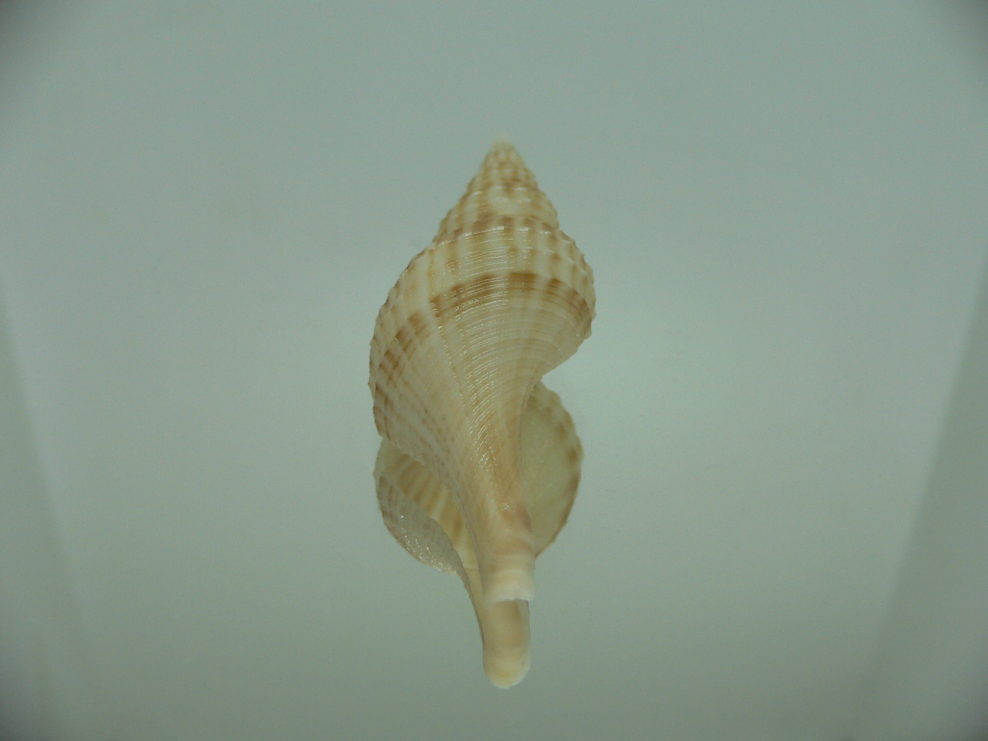 Granulifusus hayashii BIG & ELONGATE