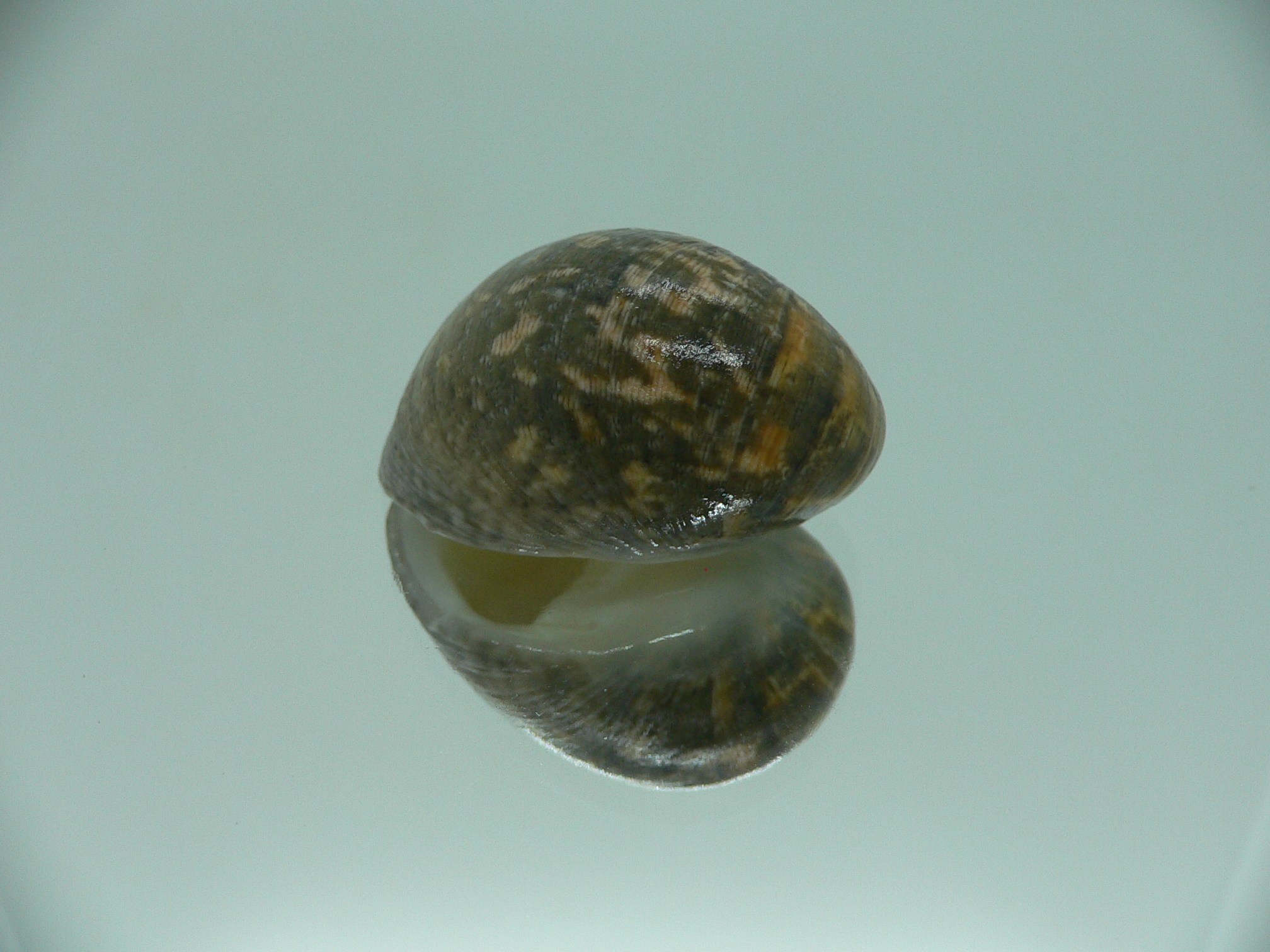 Nerita polita polita IDEAL & BIG