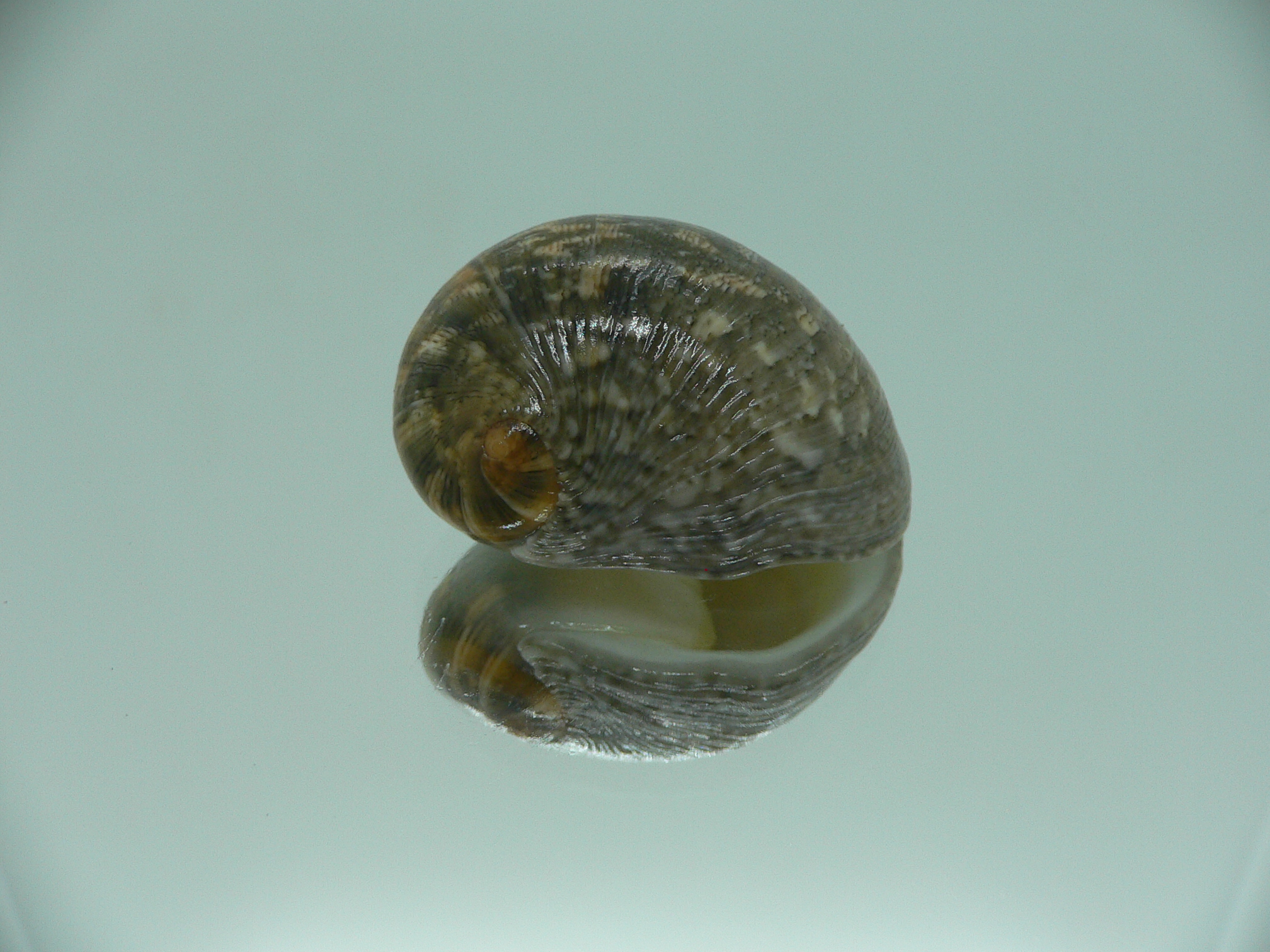 Nerita polita polita IDEAL & BIG