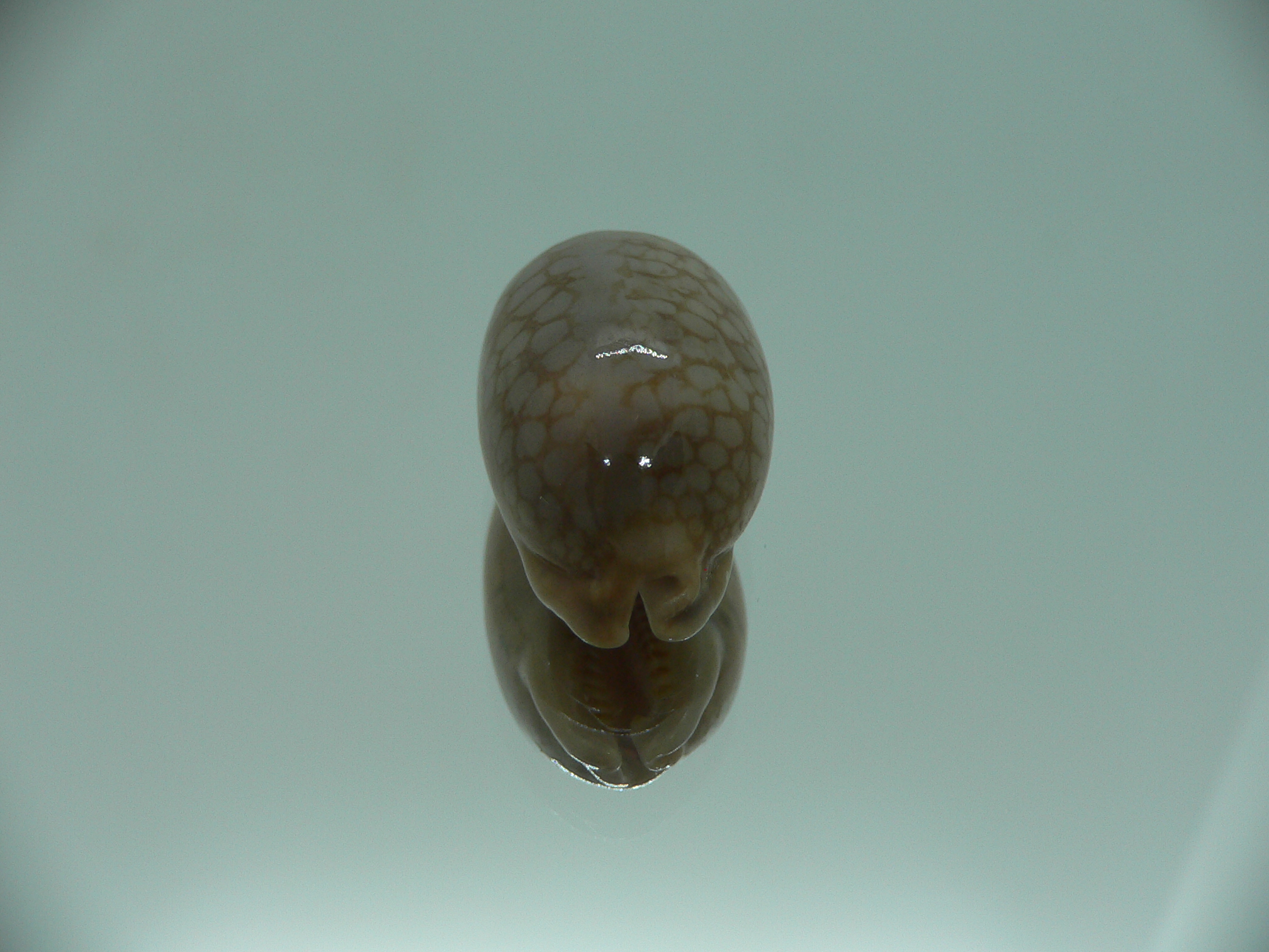 Cypraea scurra scurra COLOR