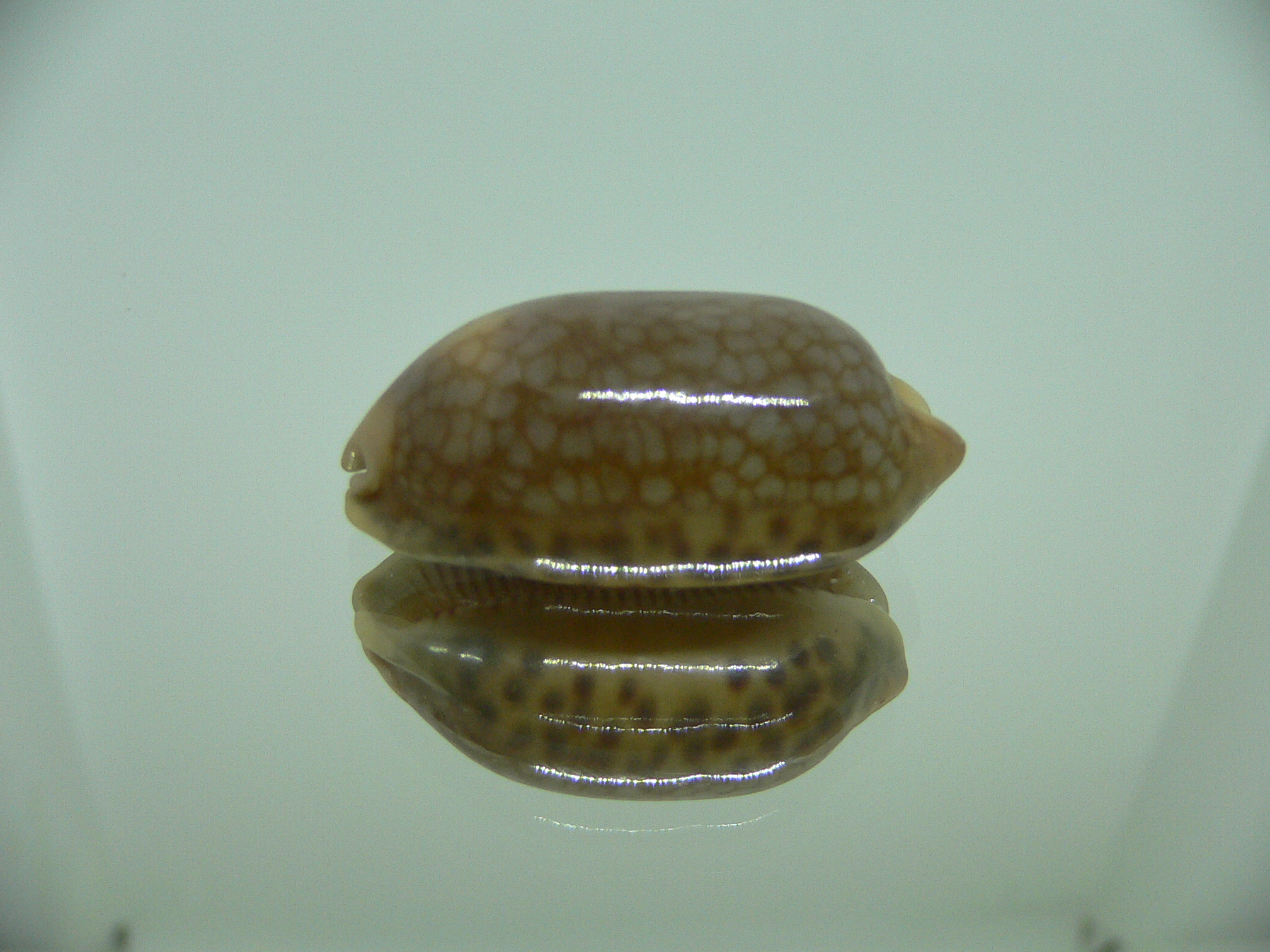 Cypraea scurra scurra RUSTY