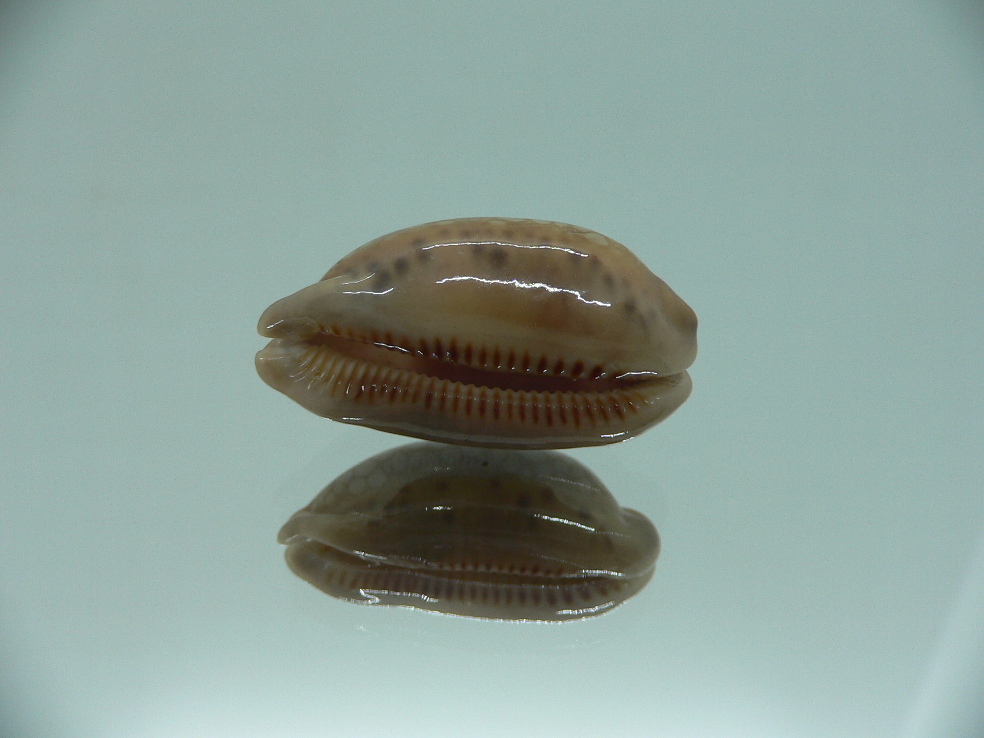 Cypraea scurra scurra COLOR