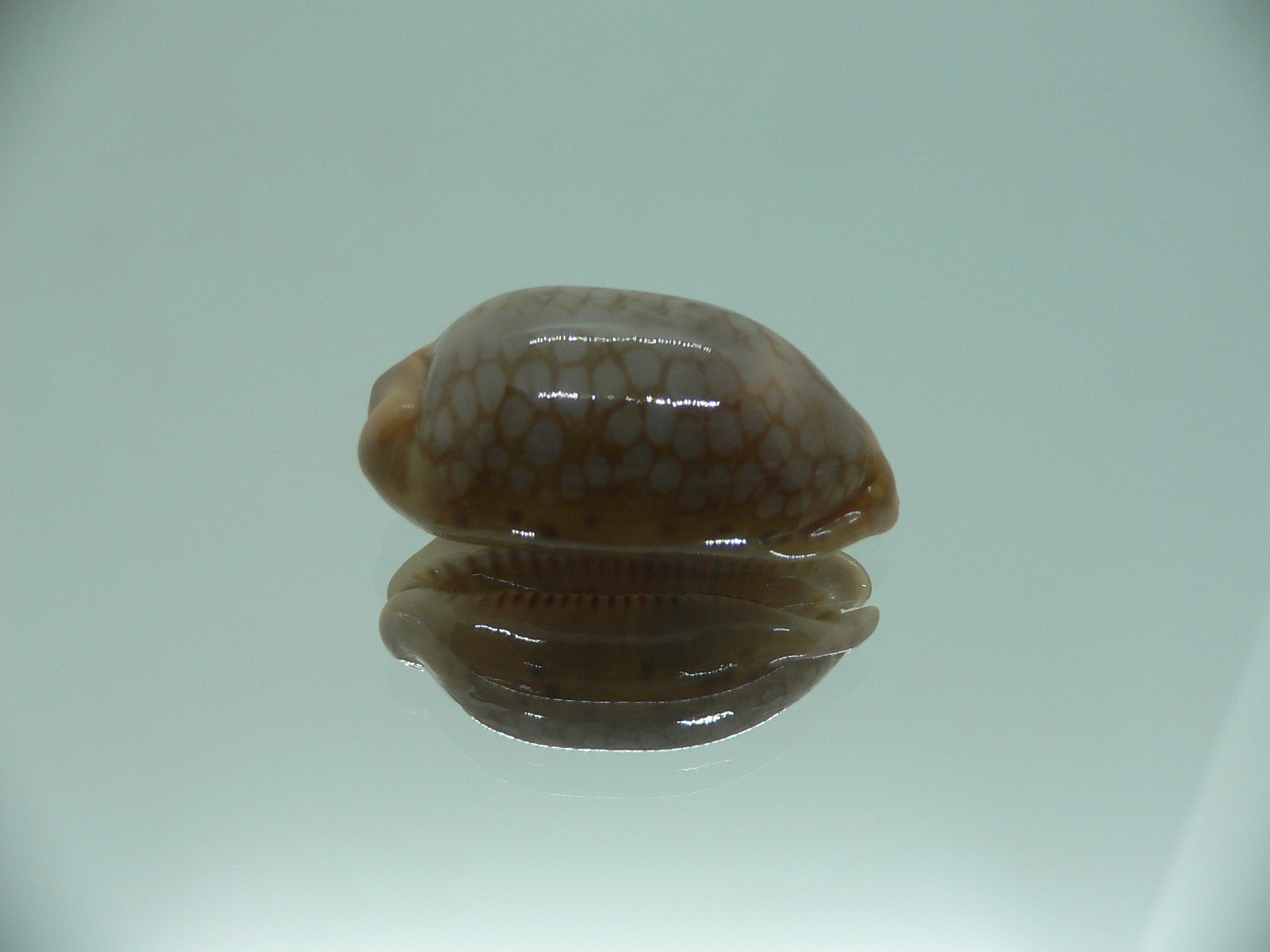 Cypraea scurra scurra COLOR