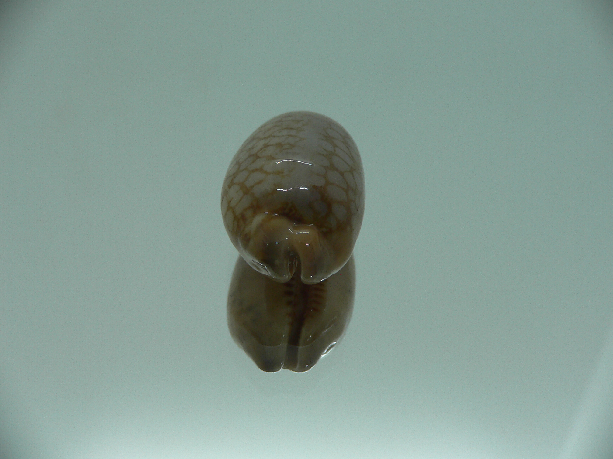 Cypraea scurra scurra COLOR