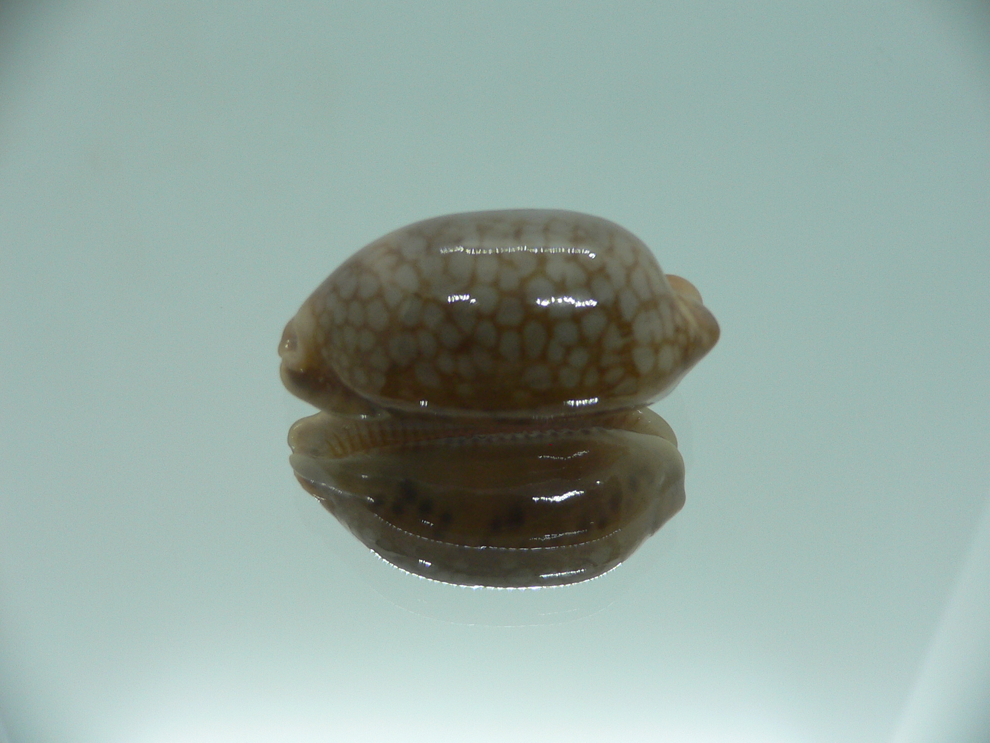 Cypraea scurra scurra COLOR