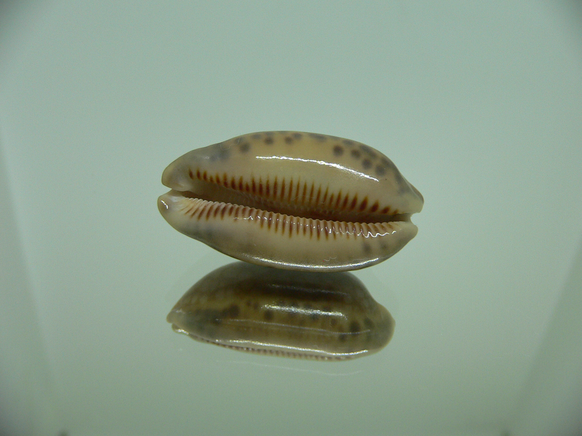 Cypraea scurra scurra RUSTY