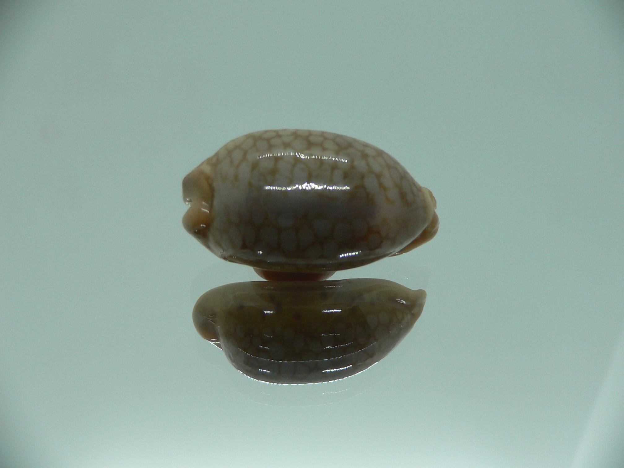 Cypraea scurra scurra COLOR