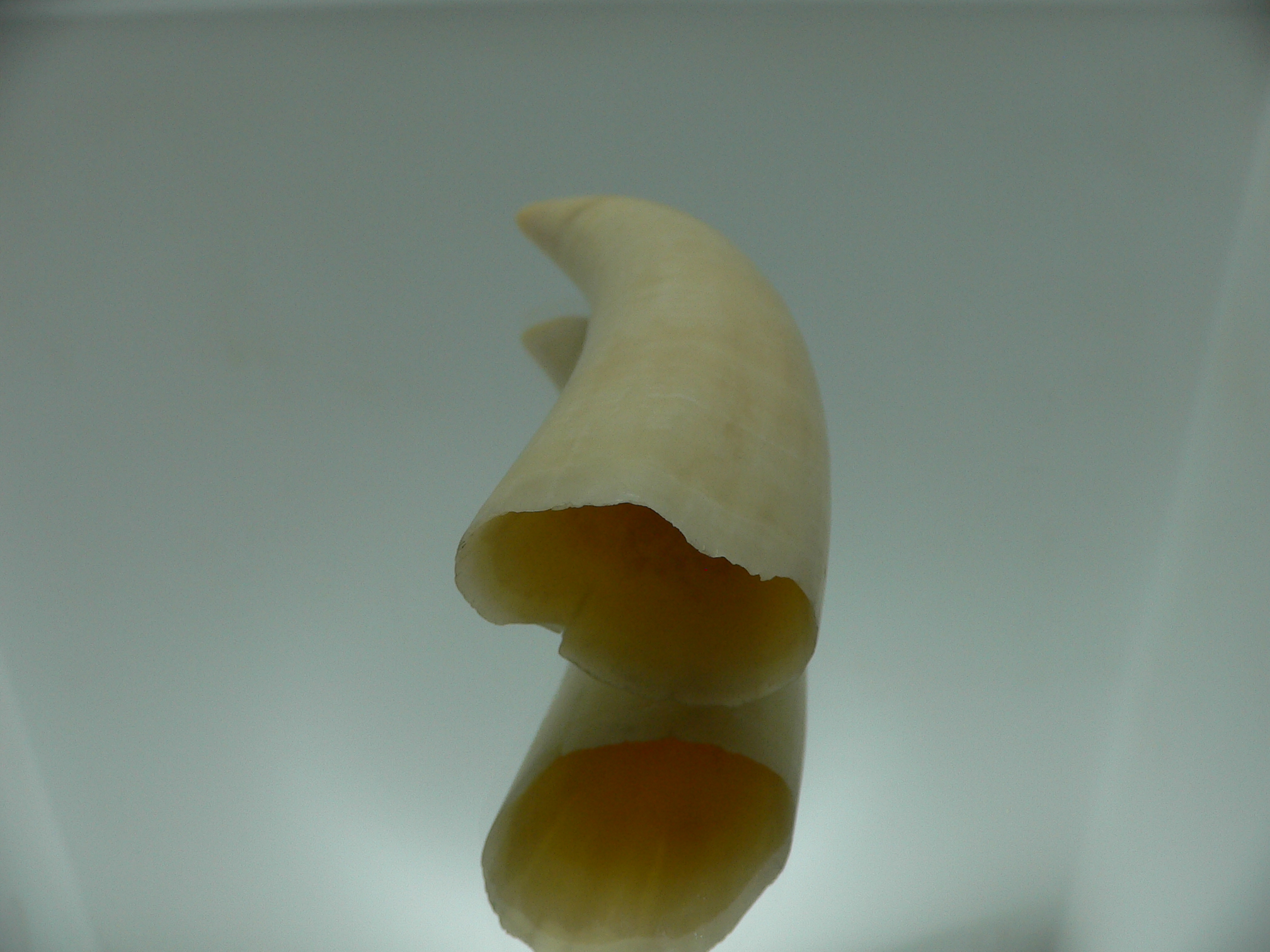 Physeter macrocephalus (44 grams)