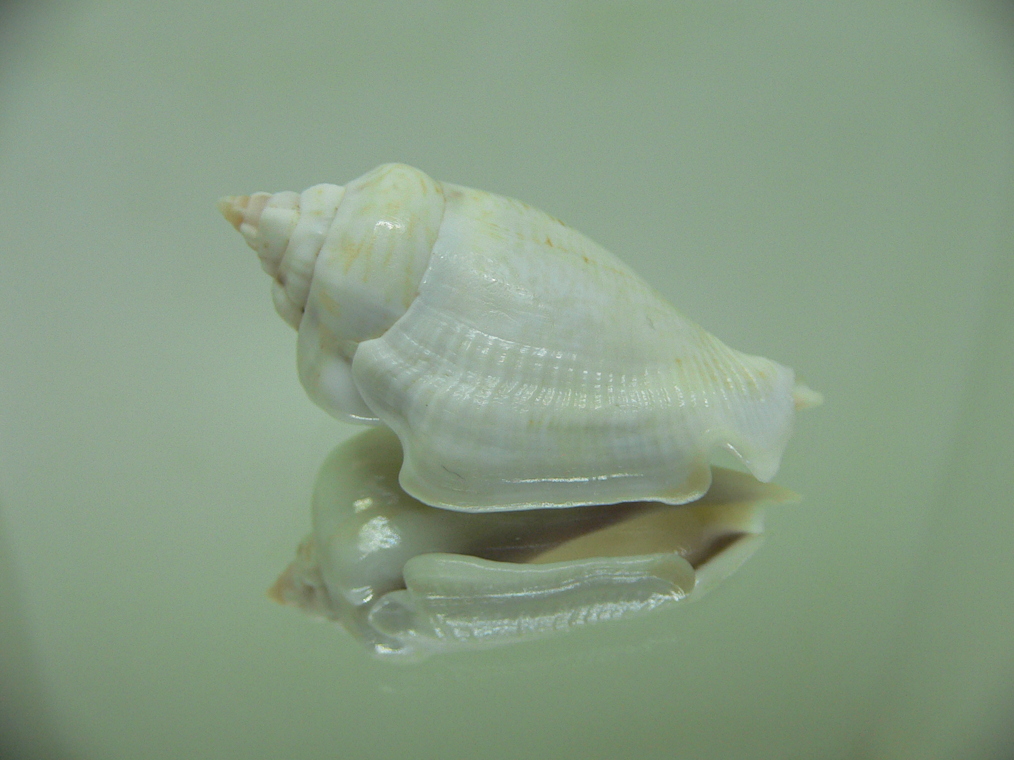 Gibberulus gibberulus albus