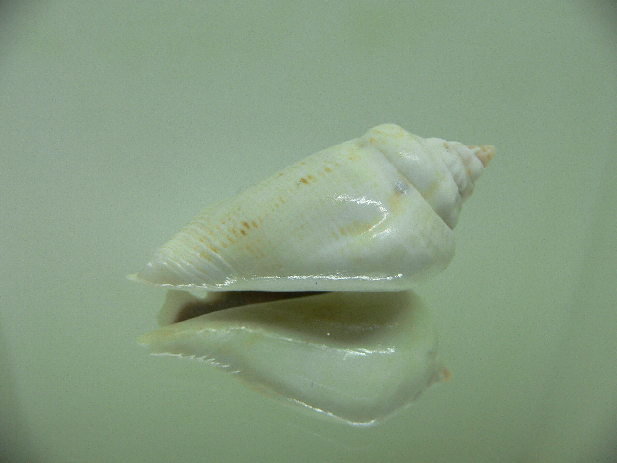 Gibberulus gibberulus albus