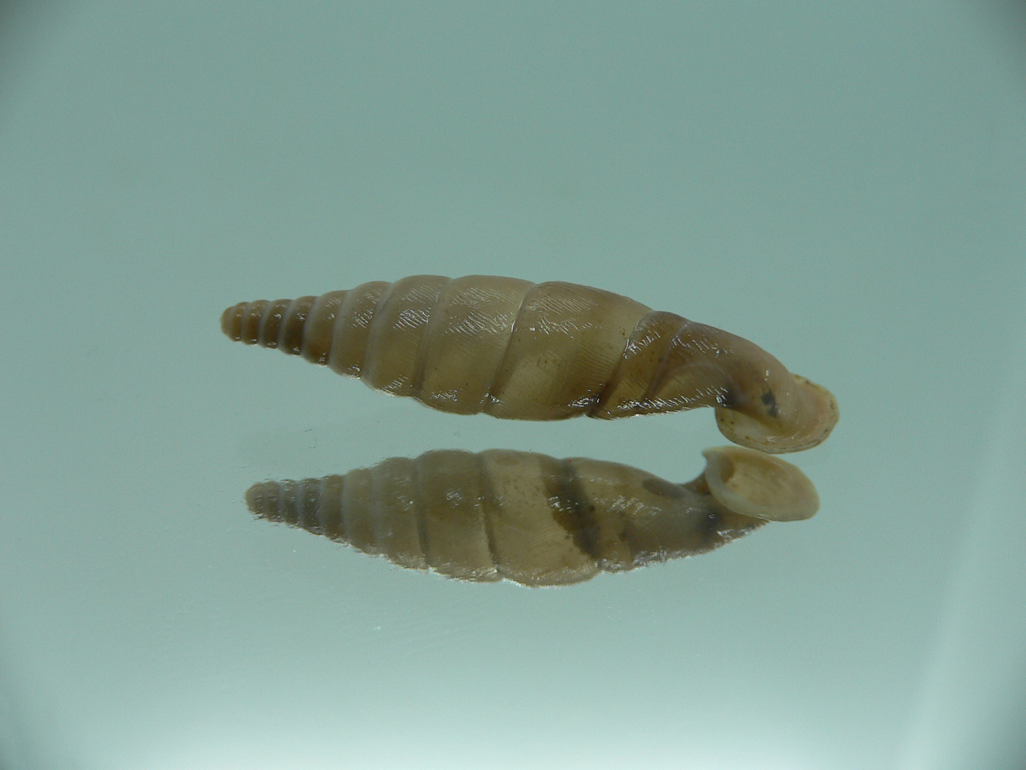 Grandinenia unicolor BIG 2